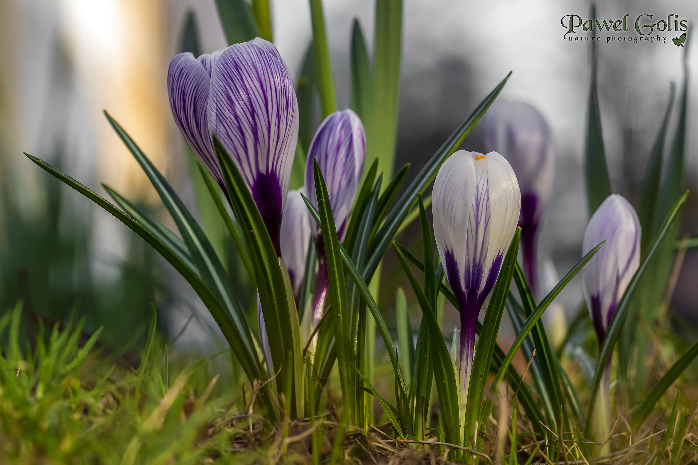 Crocus
