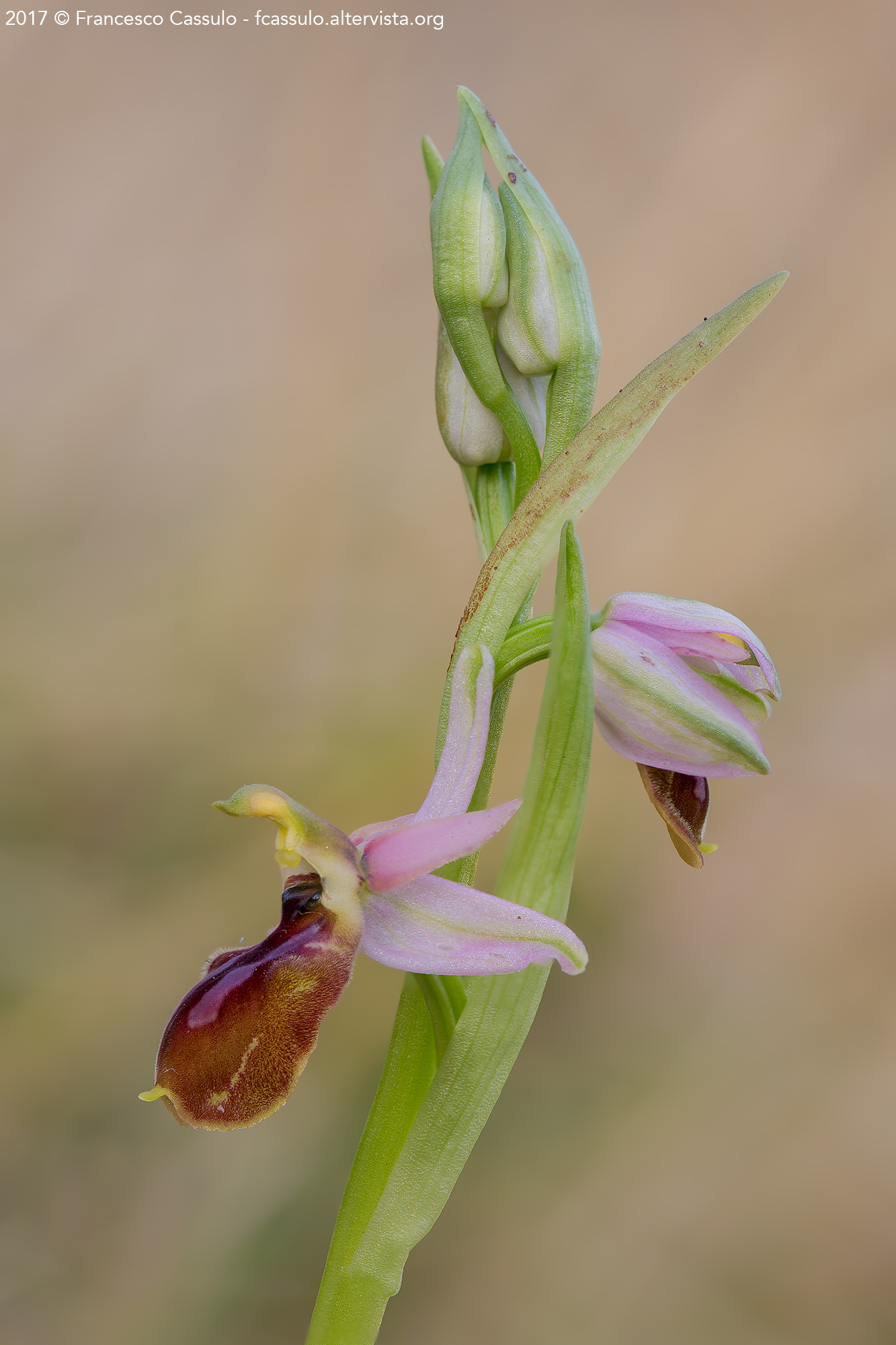 Ophrys exaltata Ten.