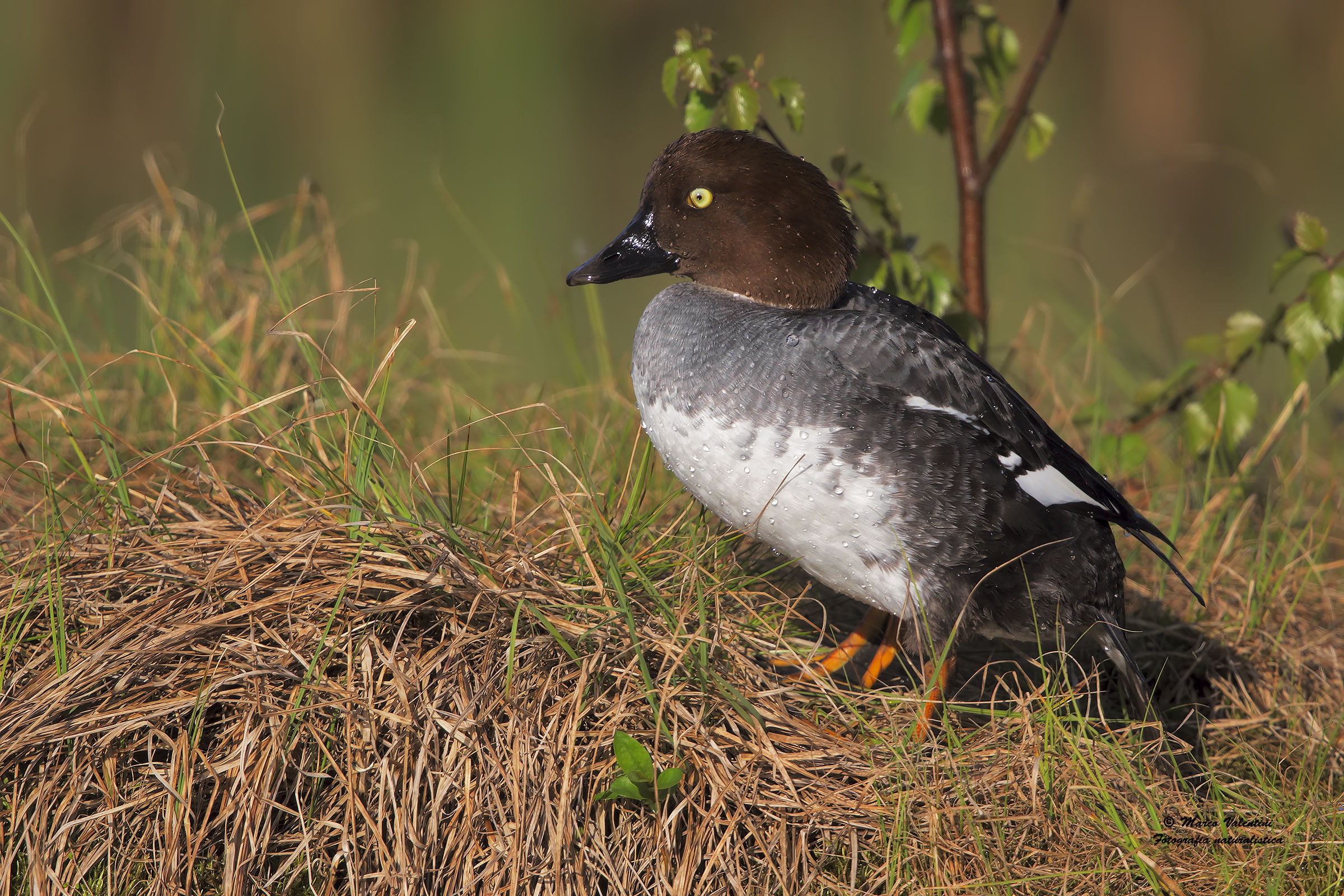 Female goldeneye