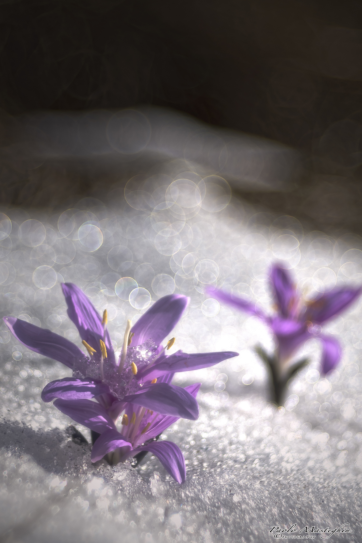 La magia della primavera...