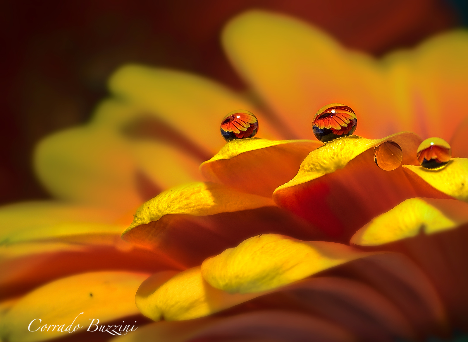 on the tip of the petal