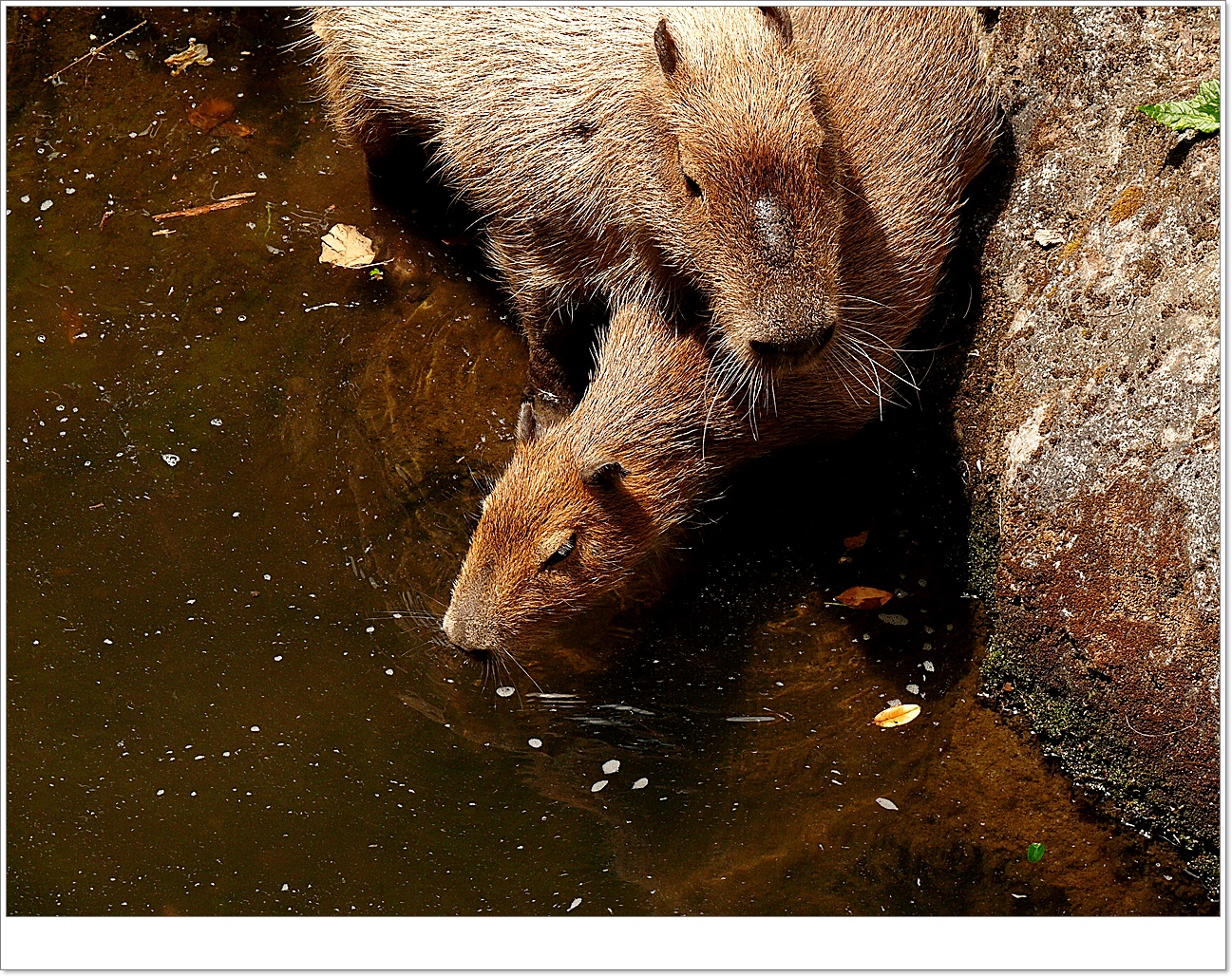 Swimming lessen for a capybara