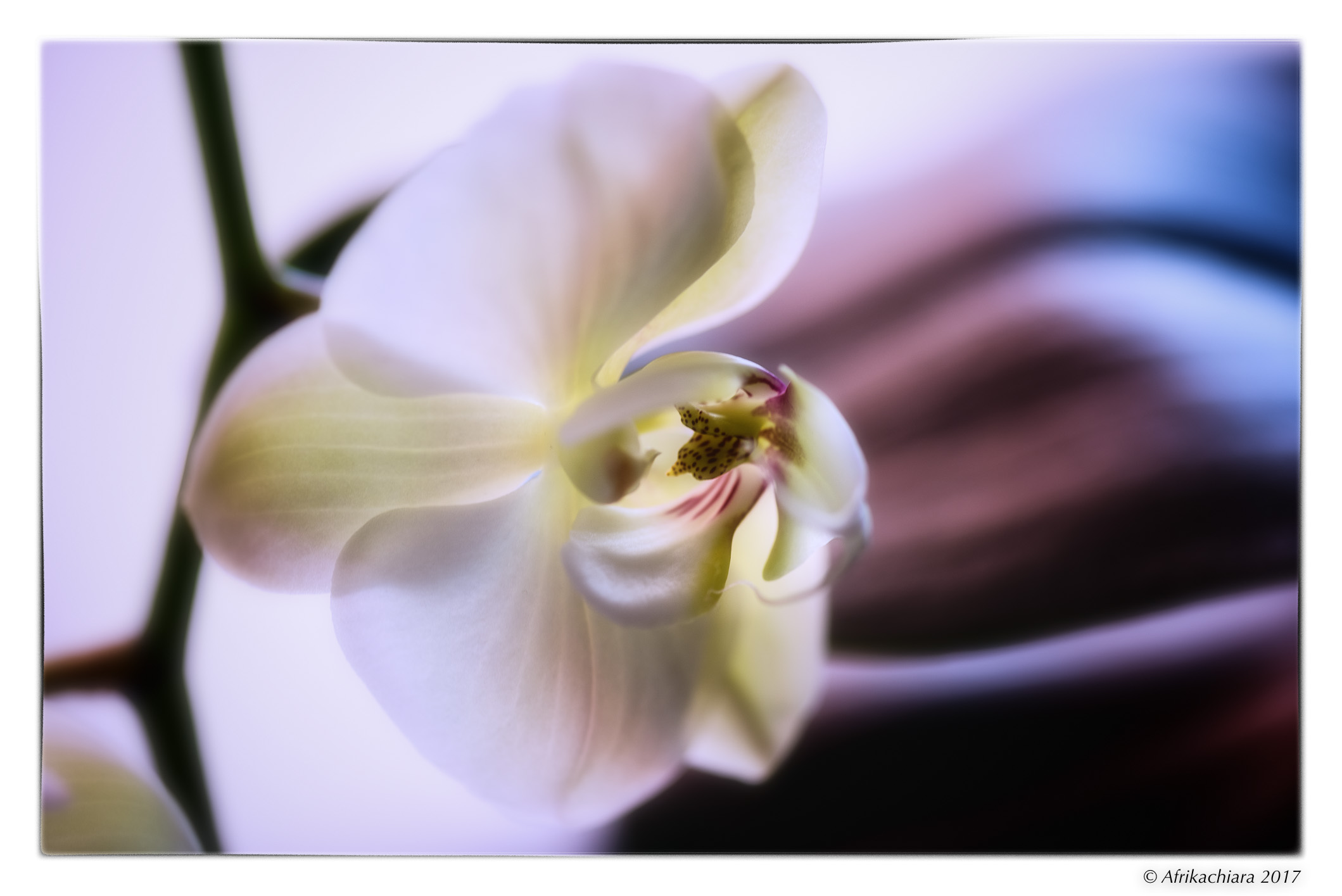 Principessa... Orchidea!