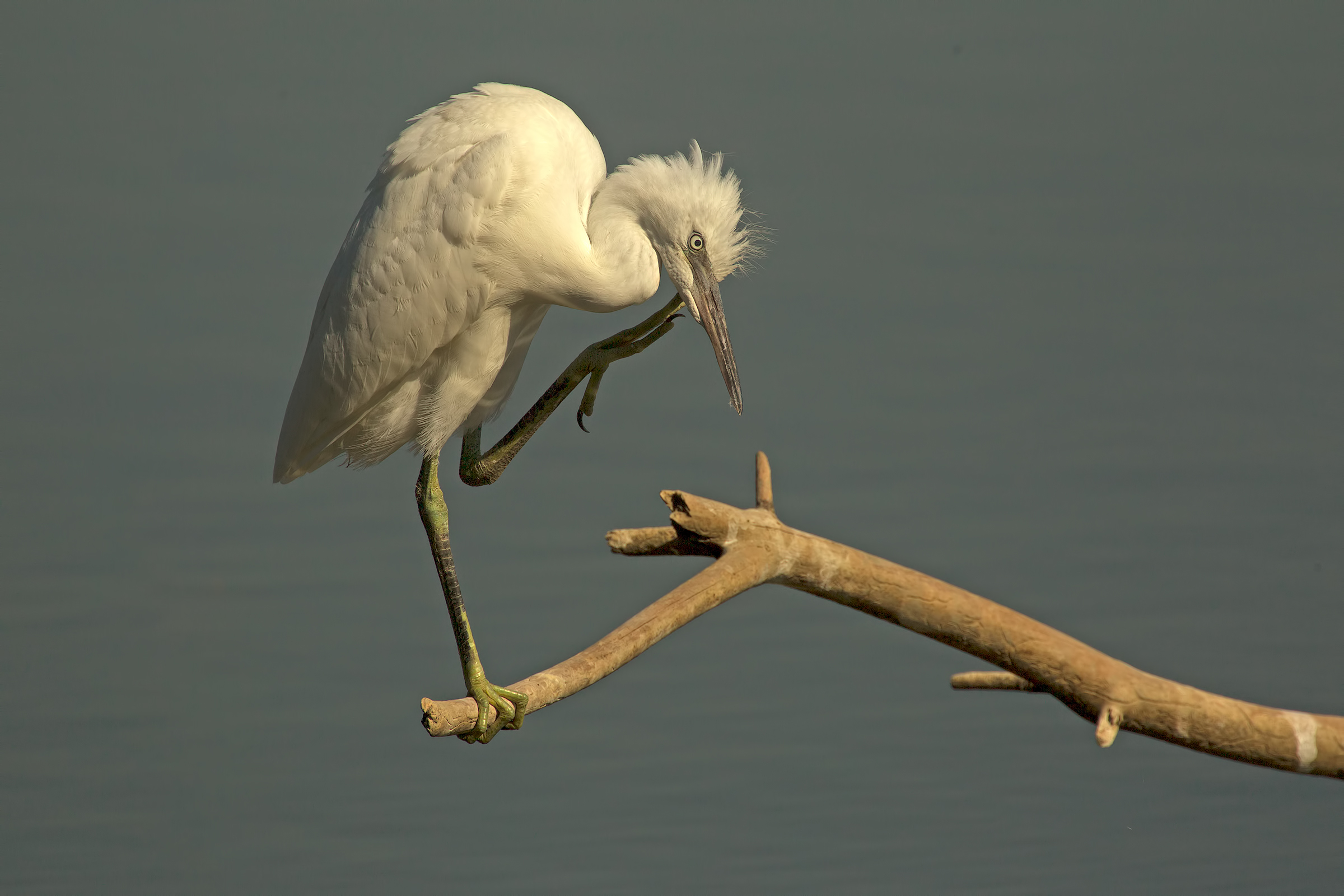 egret
