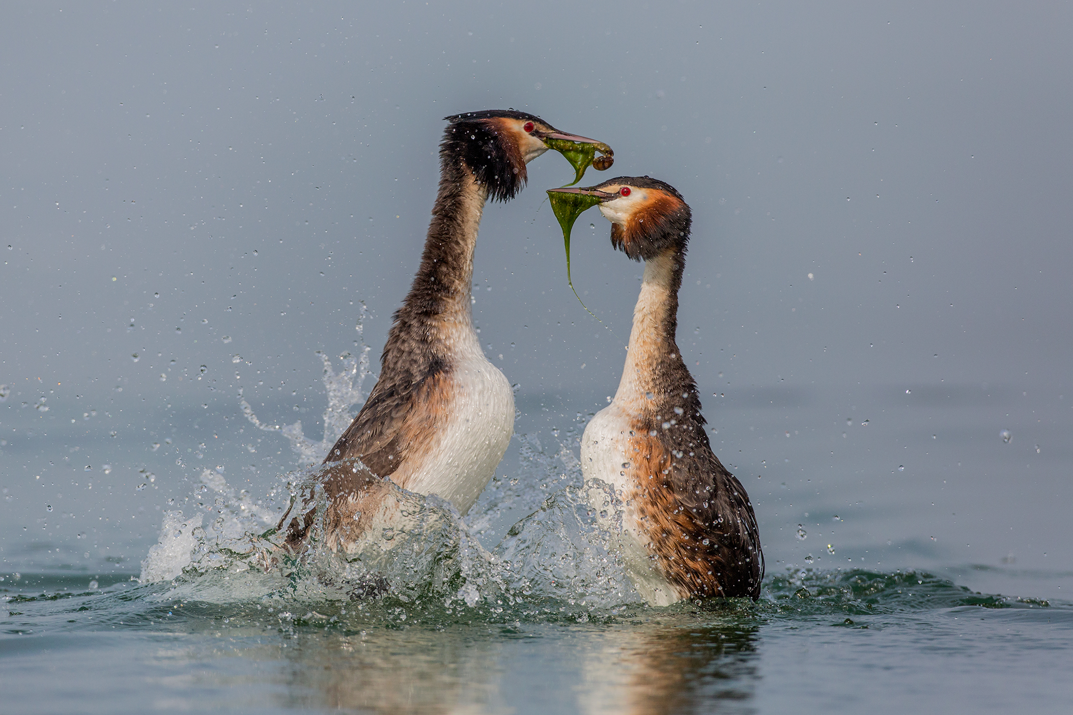 svassi maggiori danza di corteggiamento