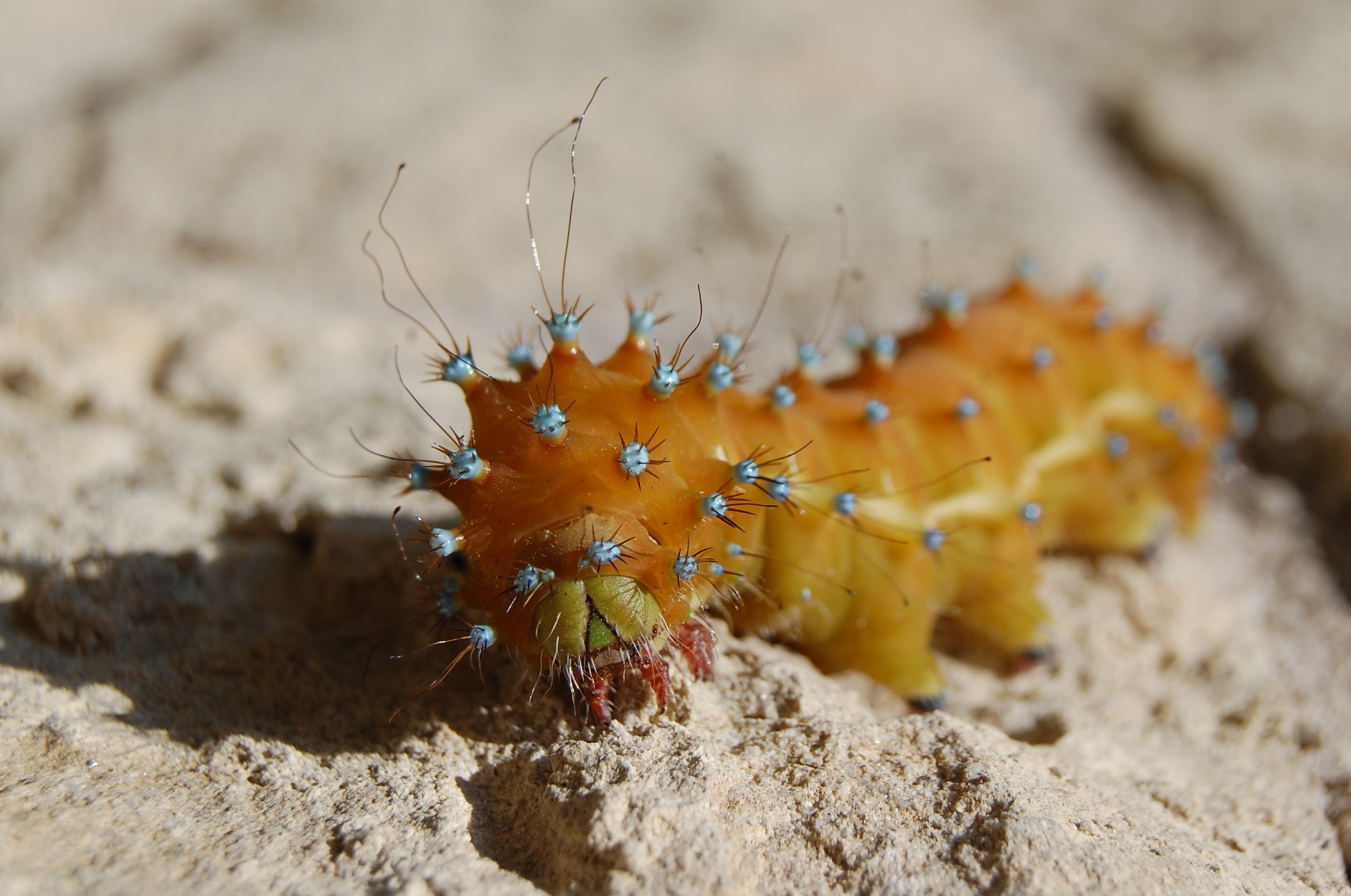 Caterpillar Saturnia pyri