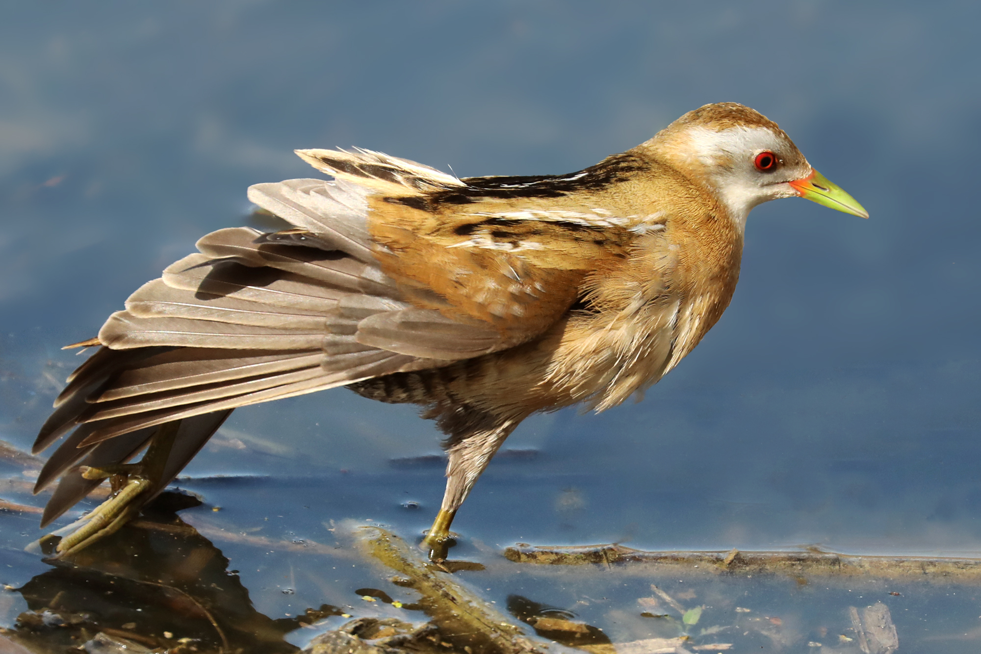 Crake that stretches