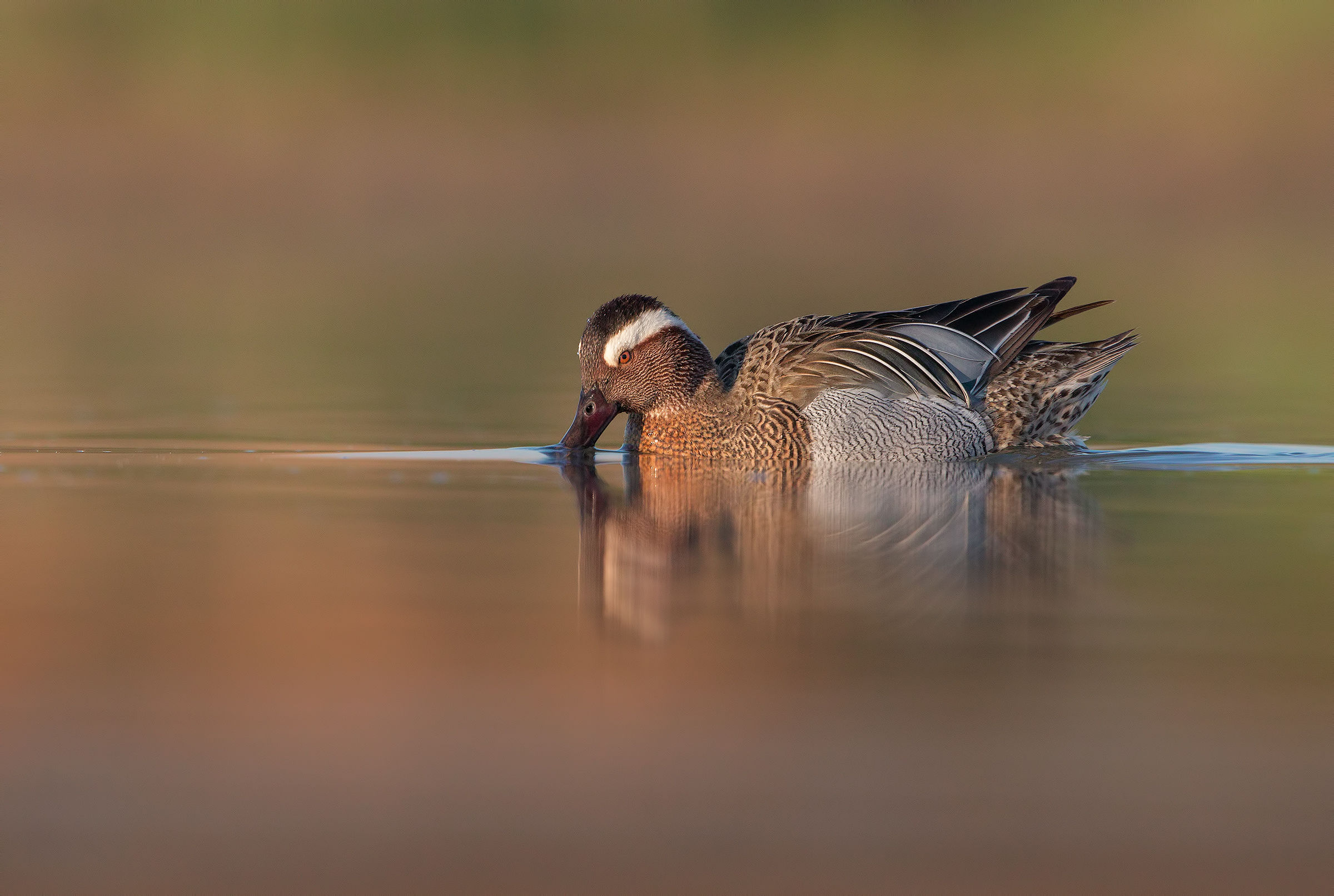 garganey