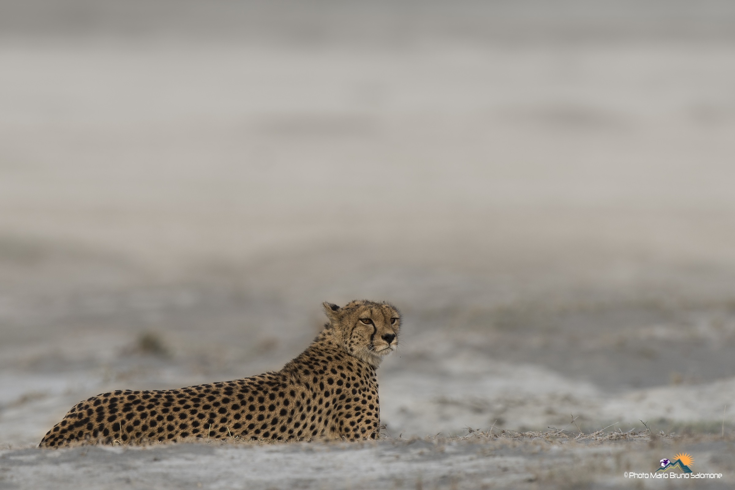 Cheetah, Ndutu lake