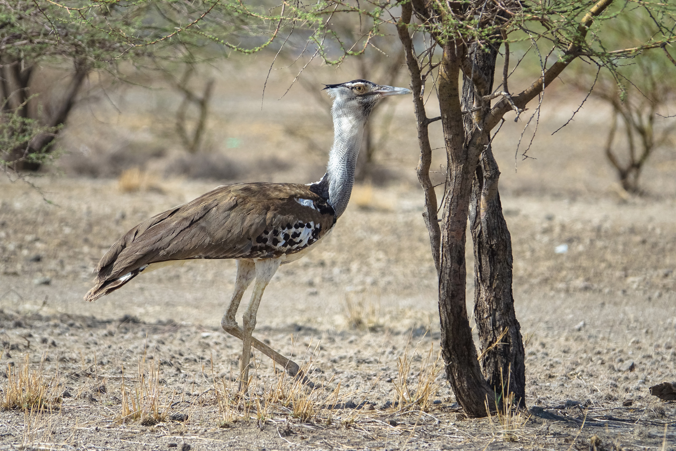 Otarda kori (Ardeotis kori)
