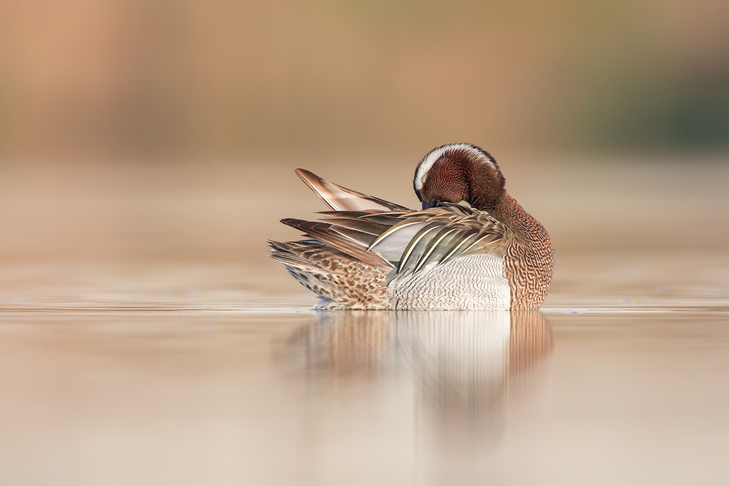 garganey
