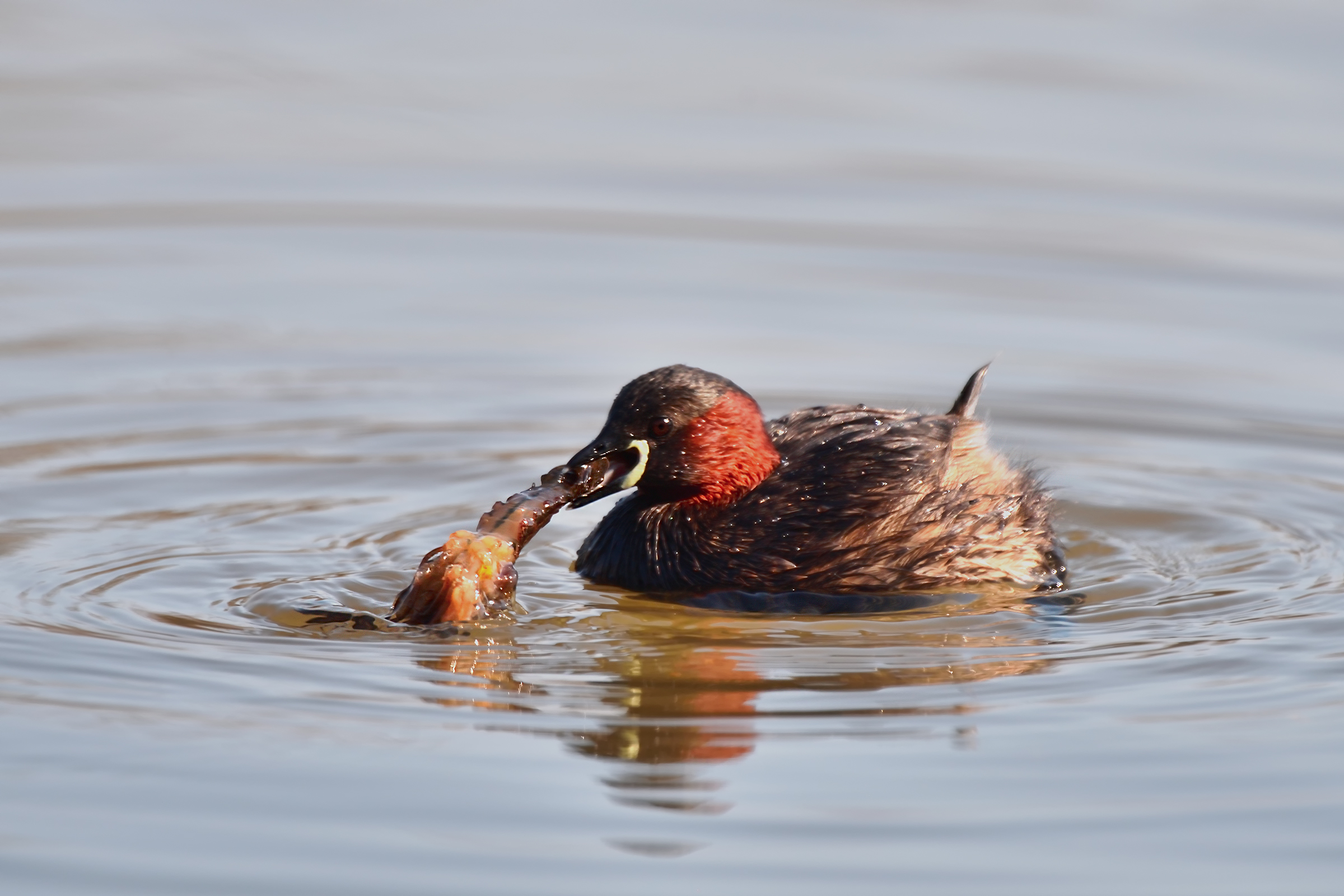 The little grebe and the Shrimp