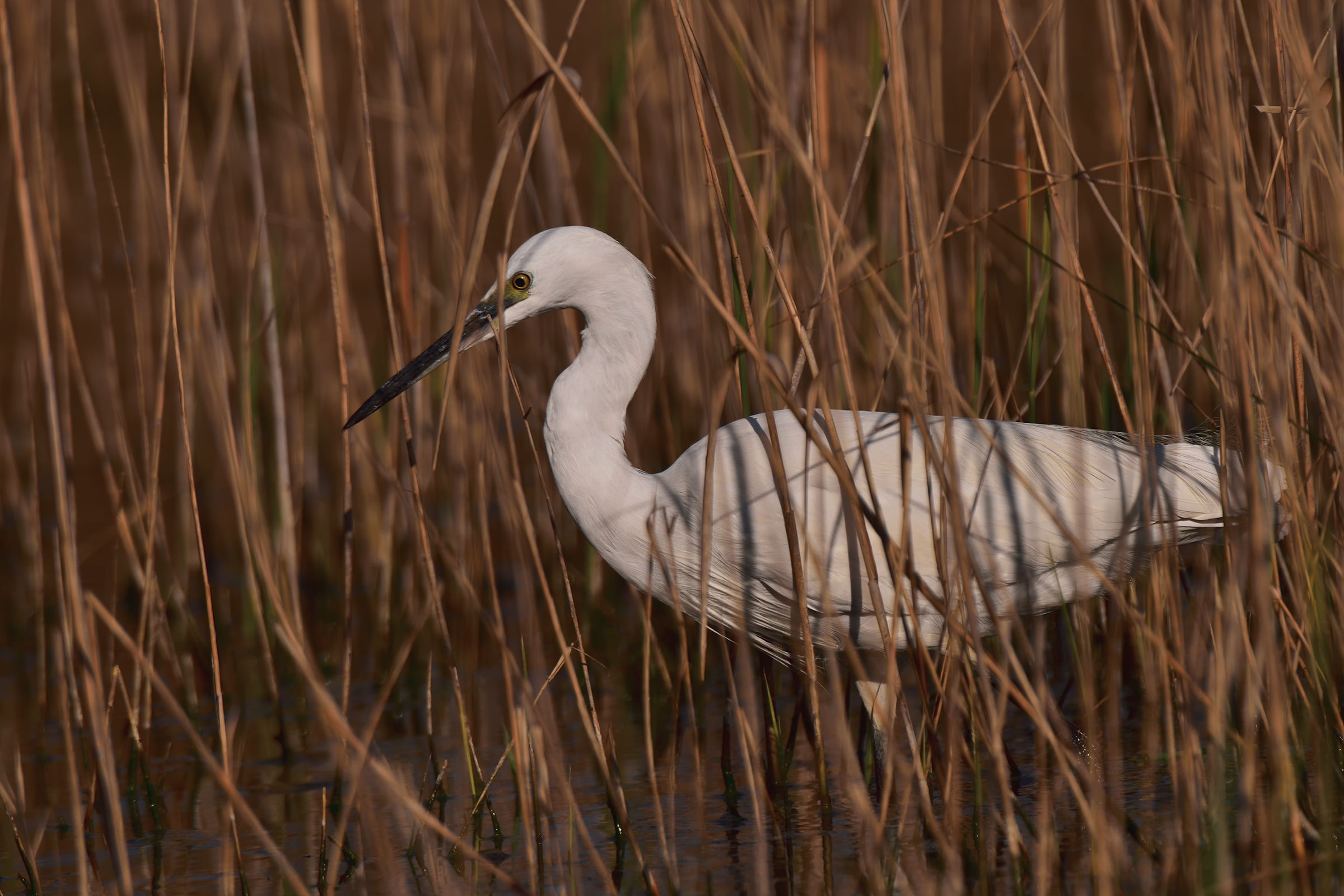 Hunting in the reeds