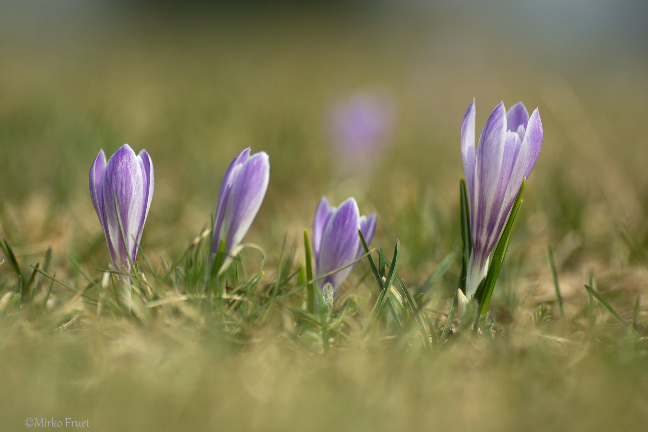 Crocus