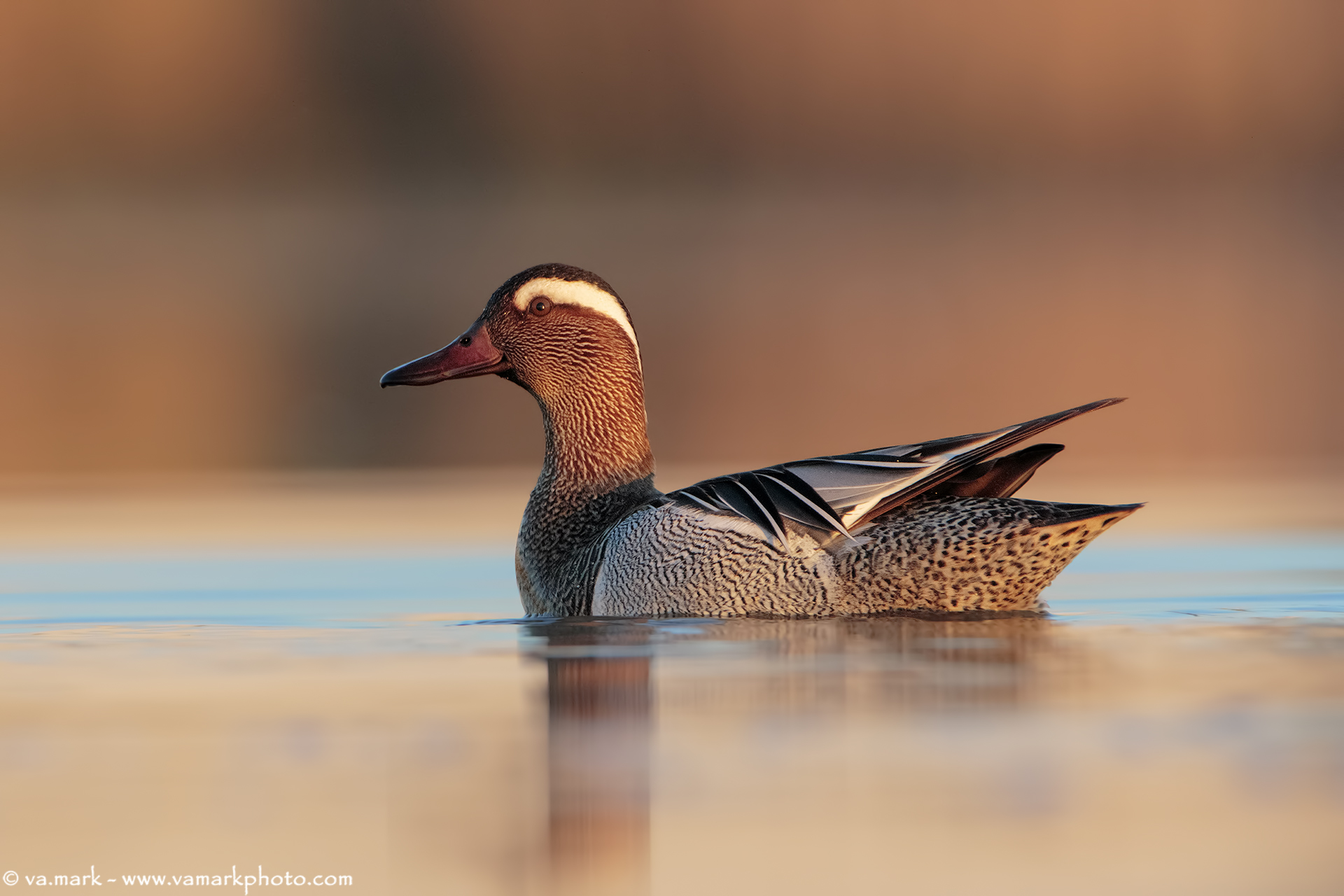garganey