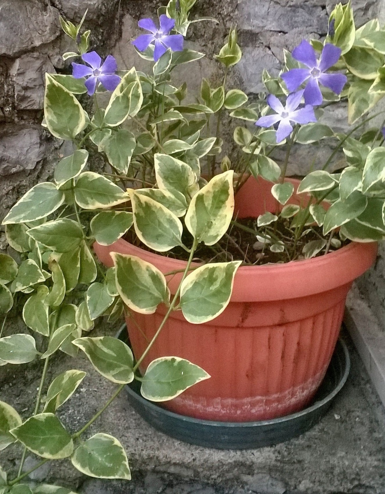 Periwinkle in bloom