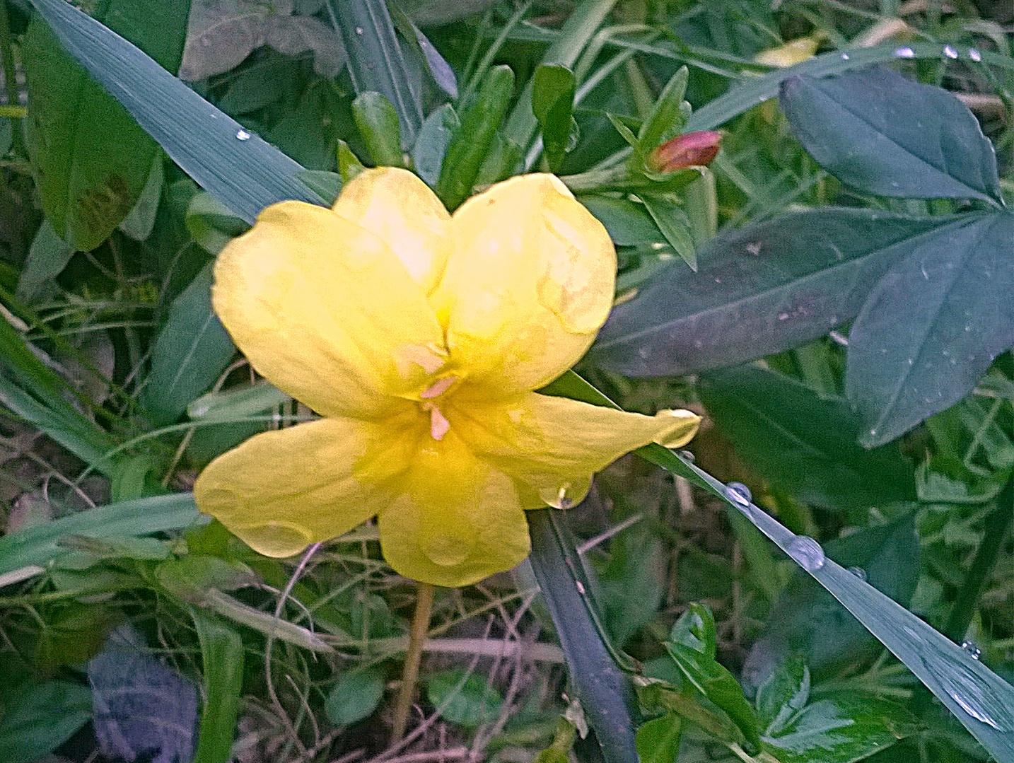 Jasminum nudiflorum