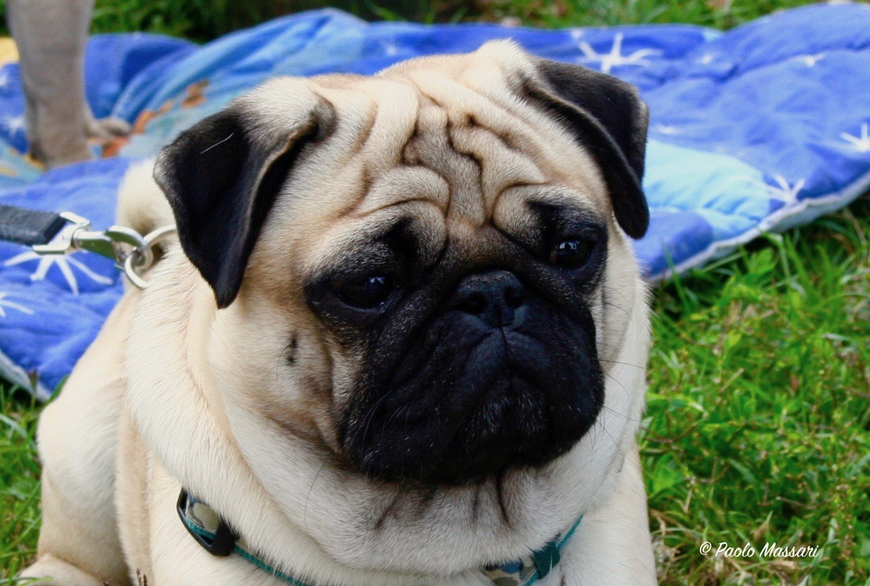 Otto l'ottavo Re di Roma