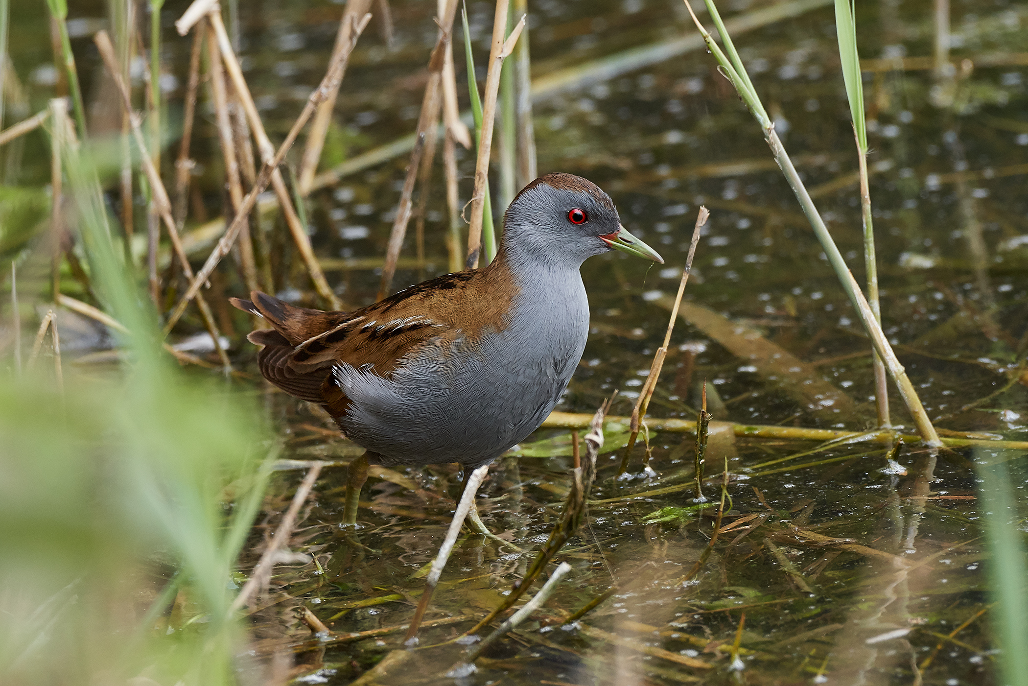 Water Rail