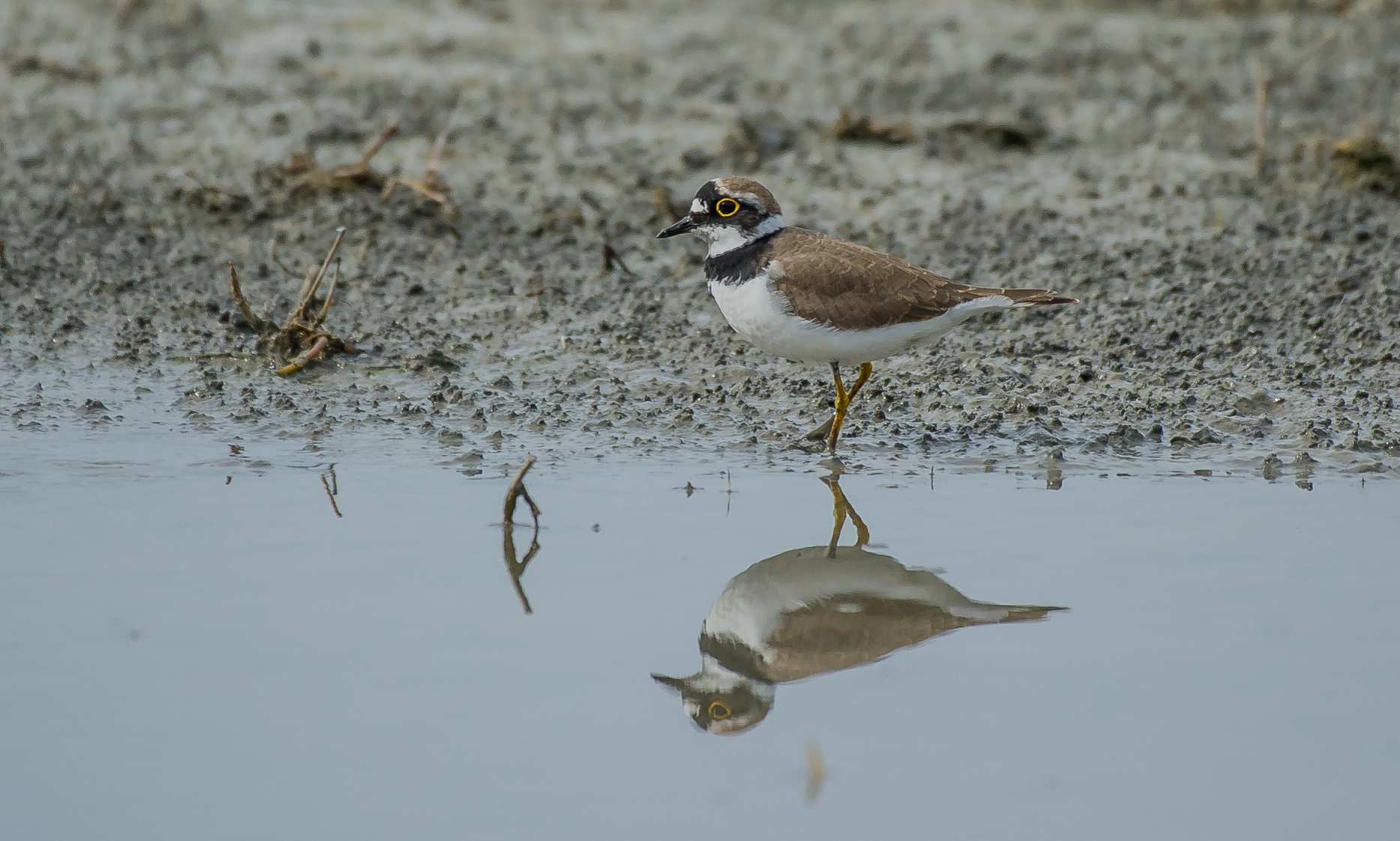 little Ringed Plover