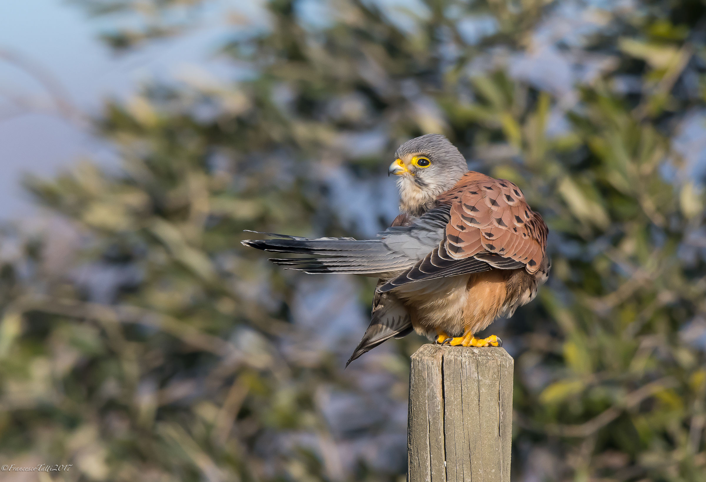 Kestrel