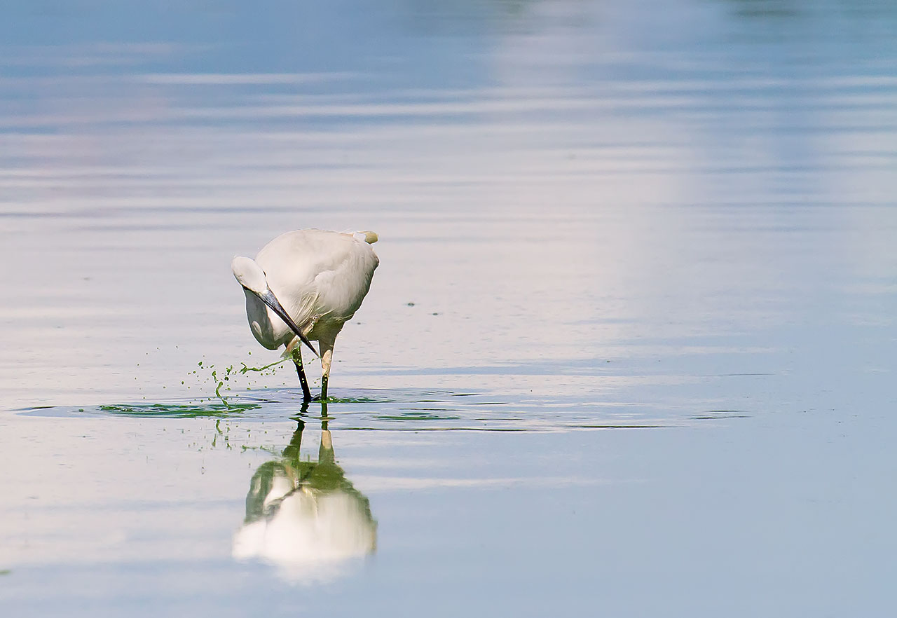 Vieni qua... dove scappi?!