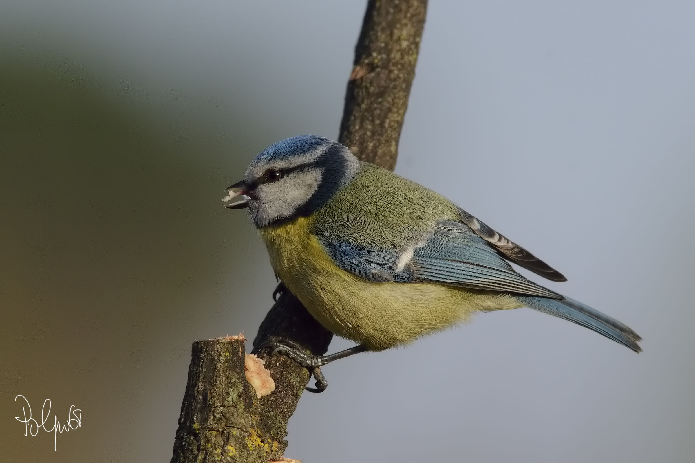 Taking the Blue Tit