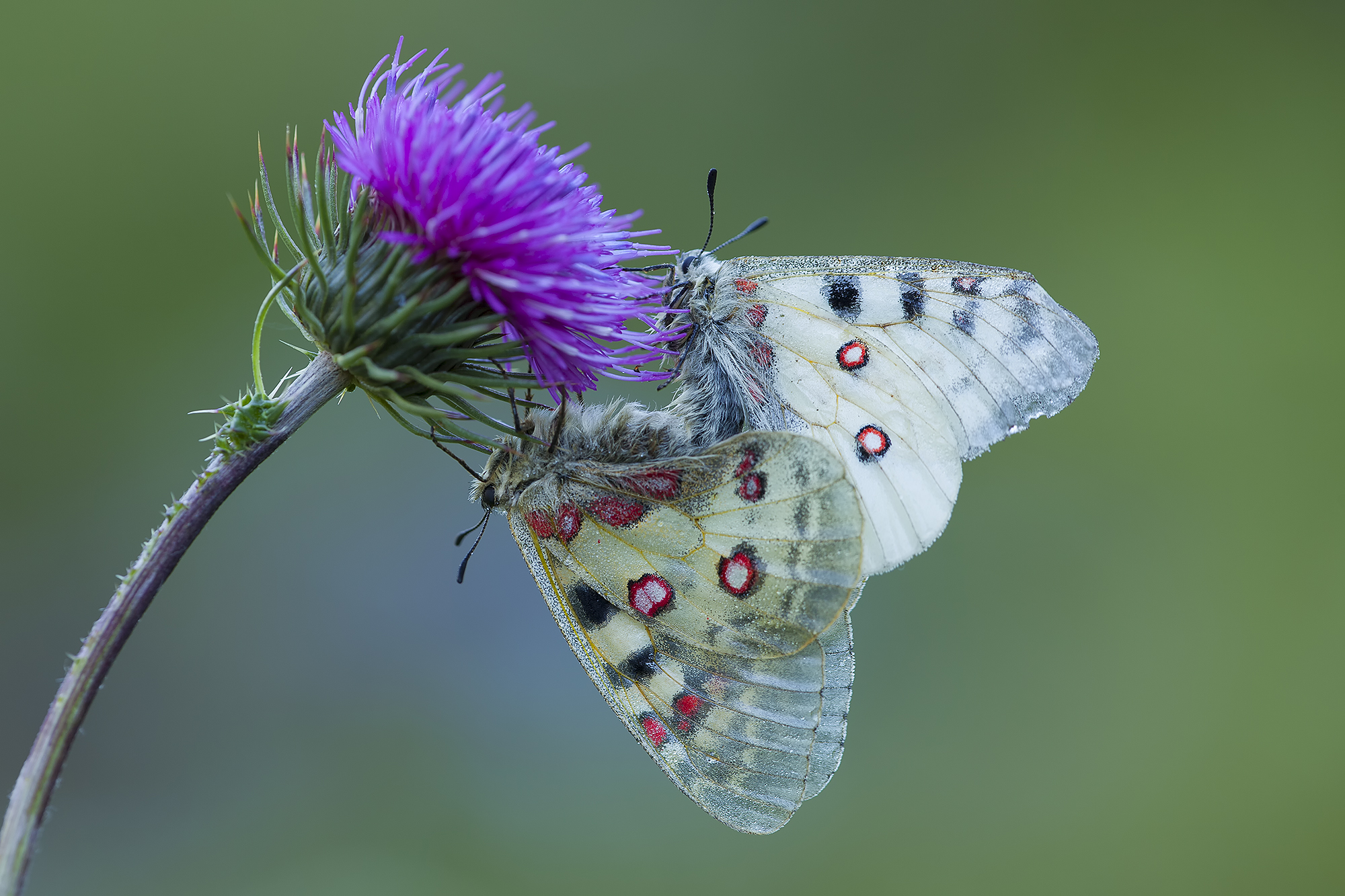 Parnassius phoebe