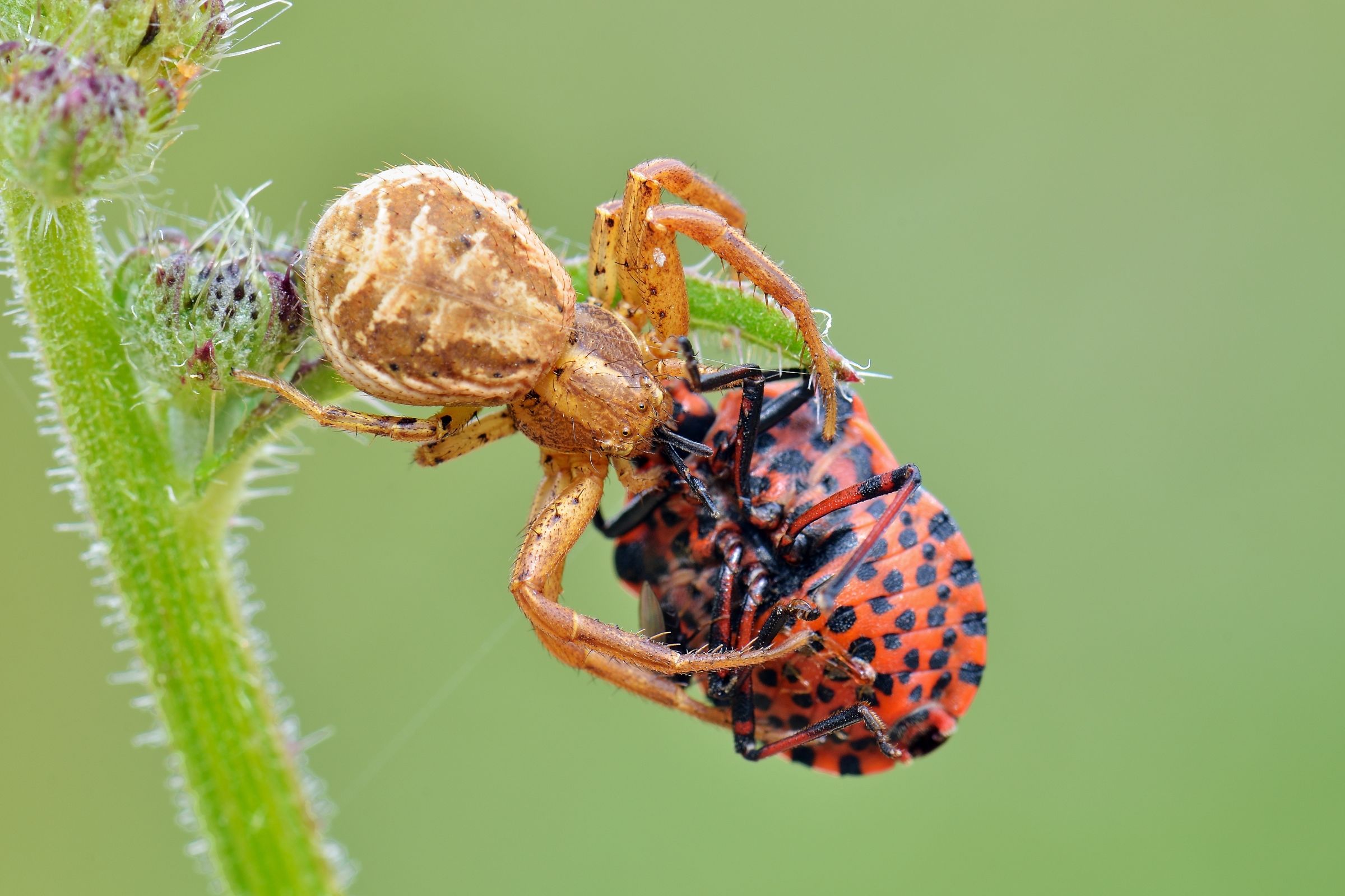 Xysticus cristatus, Tomiside