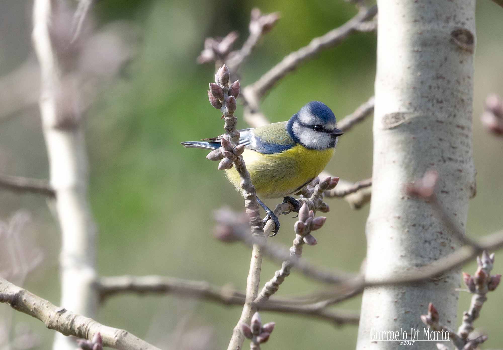 the blue tit