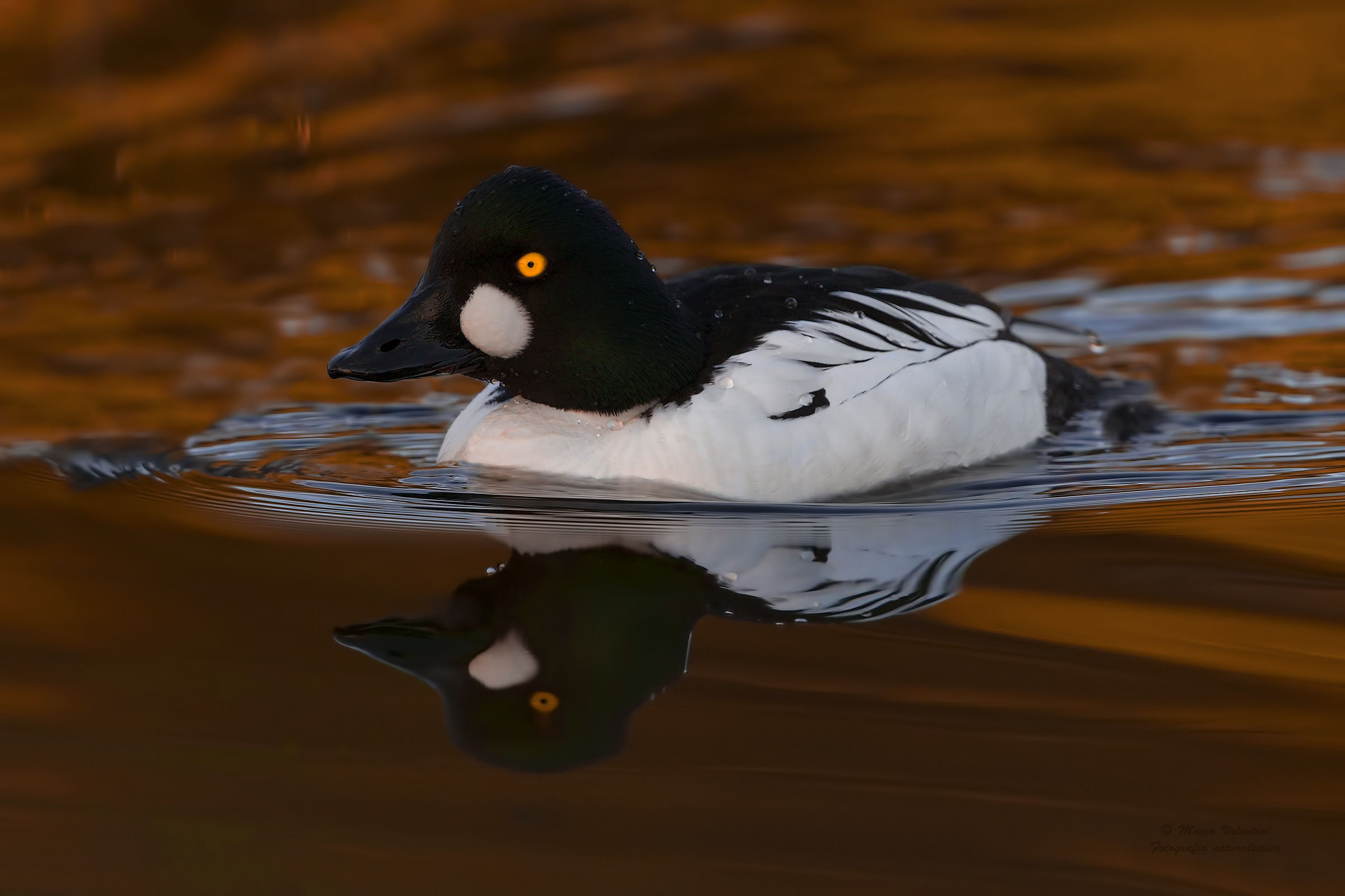 In the golden pond - Quattrocchi