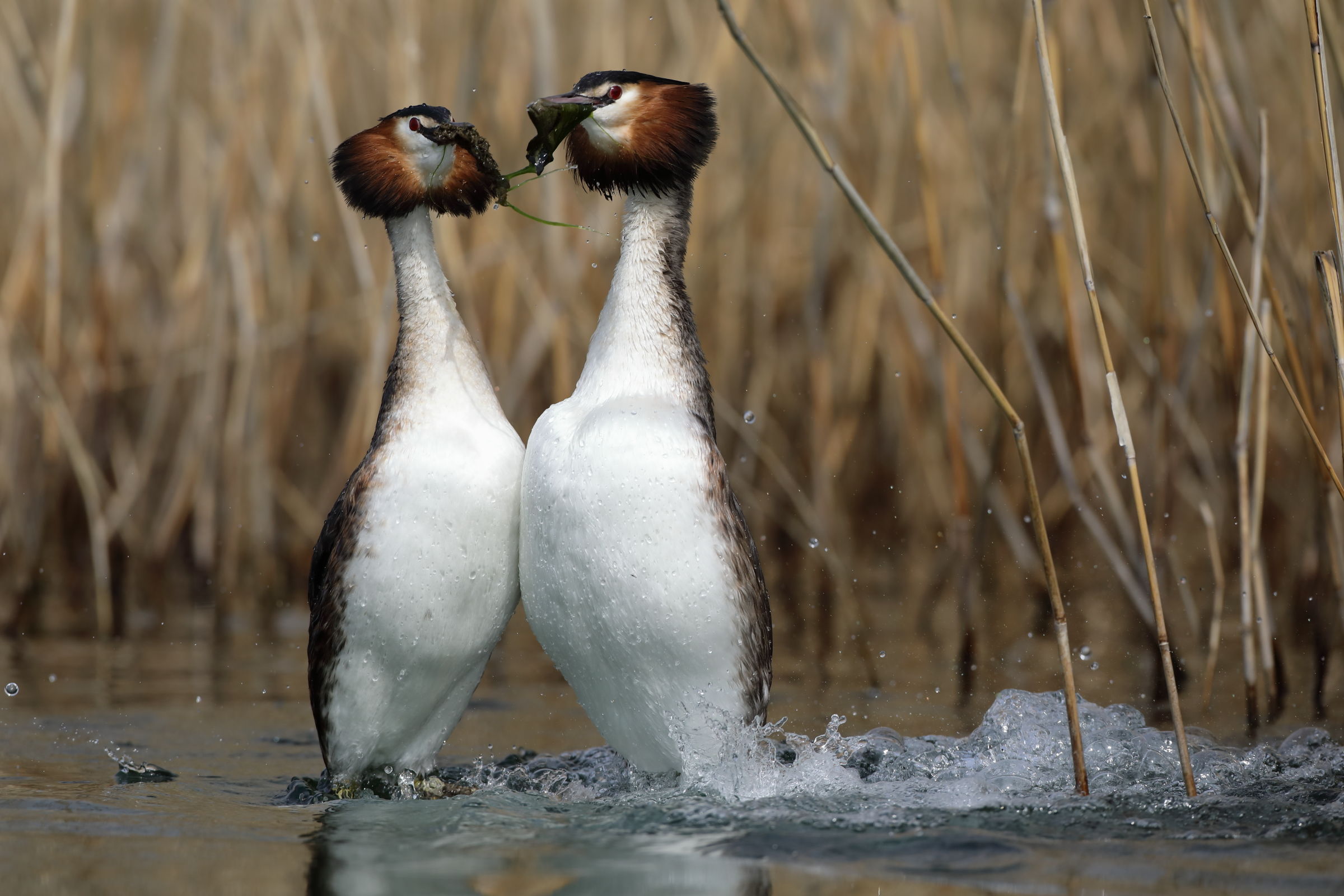 Great Crested Grebe