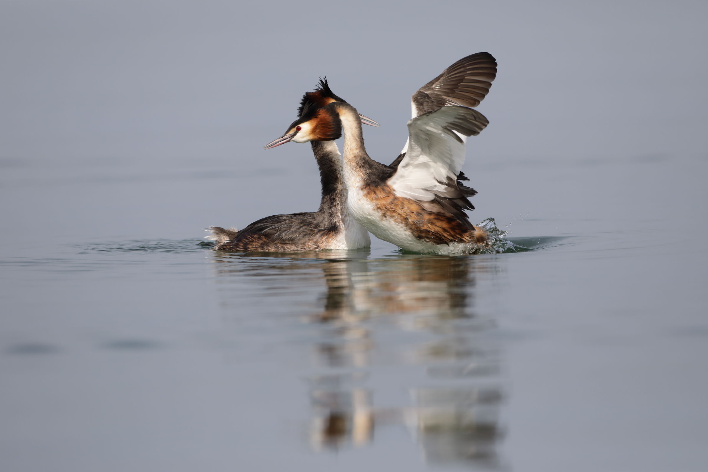 Great Crested Grebe