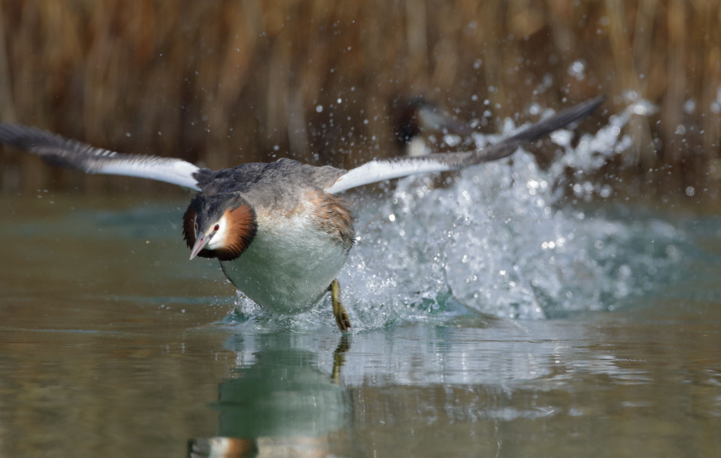 Great Crested Grebe