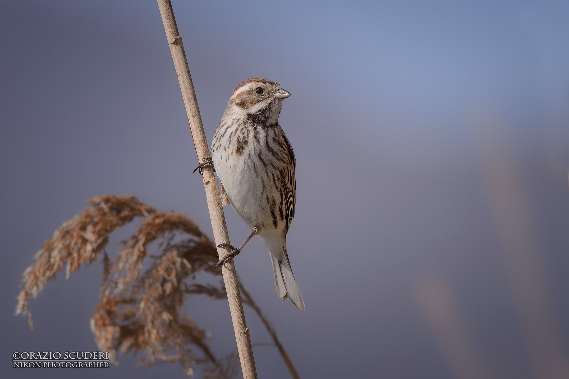 Emberiza schoeniclus