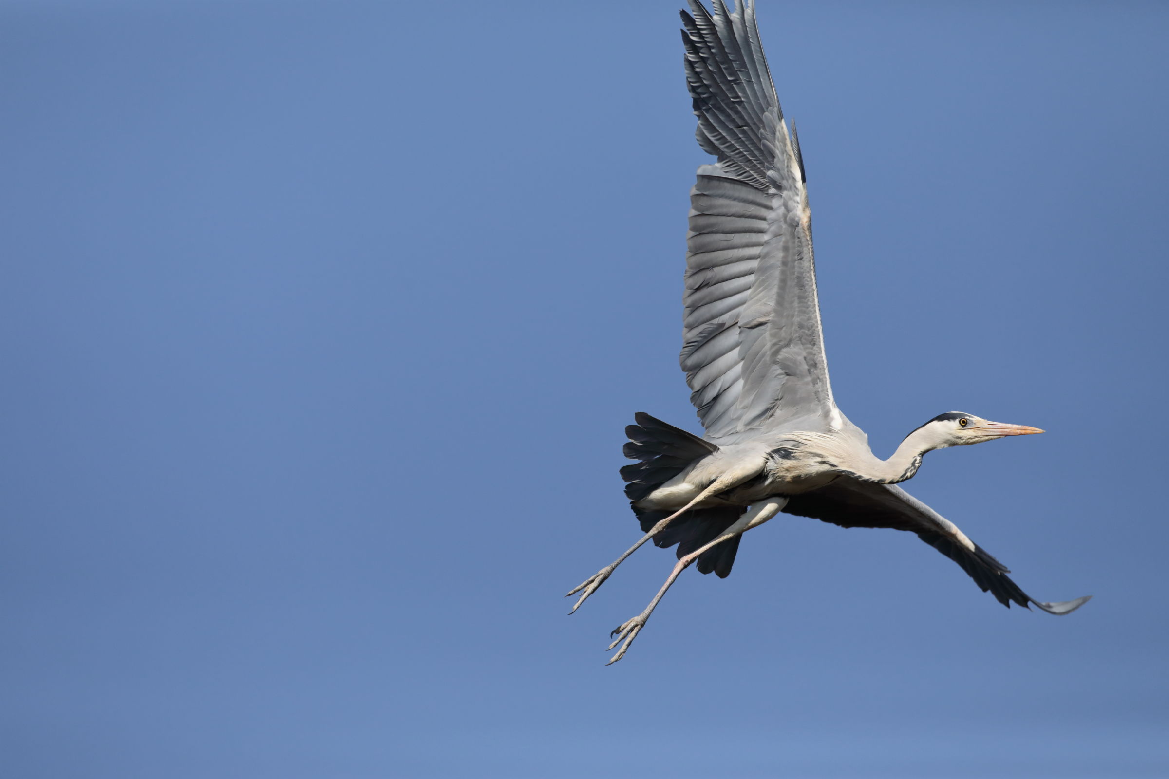 gray heron