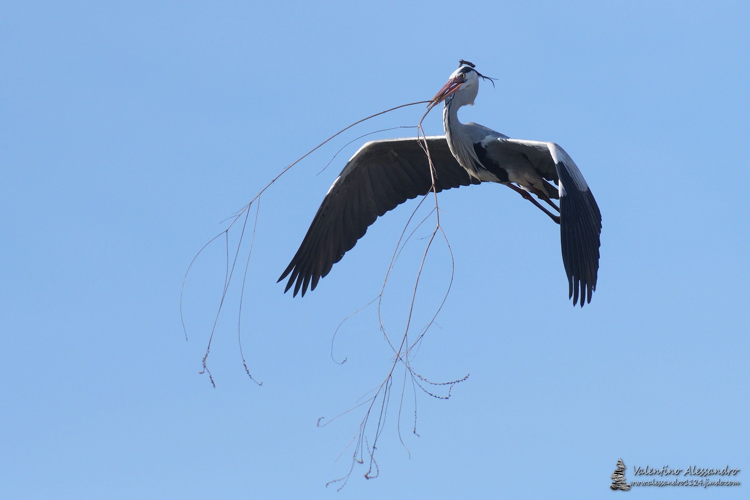 Impresa di costruzioni cenerino s.r.l.