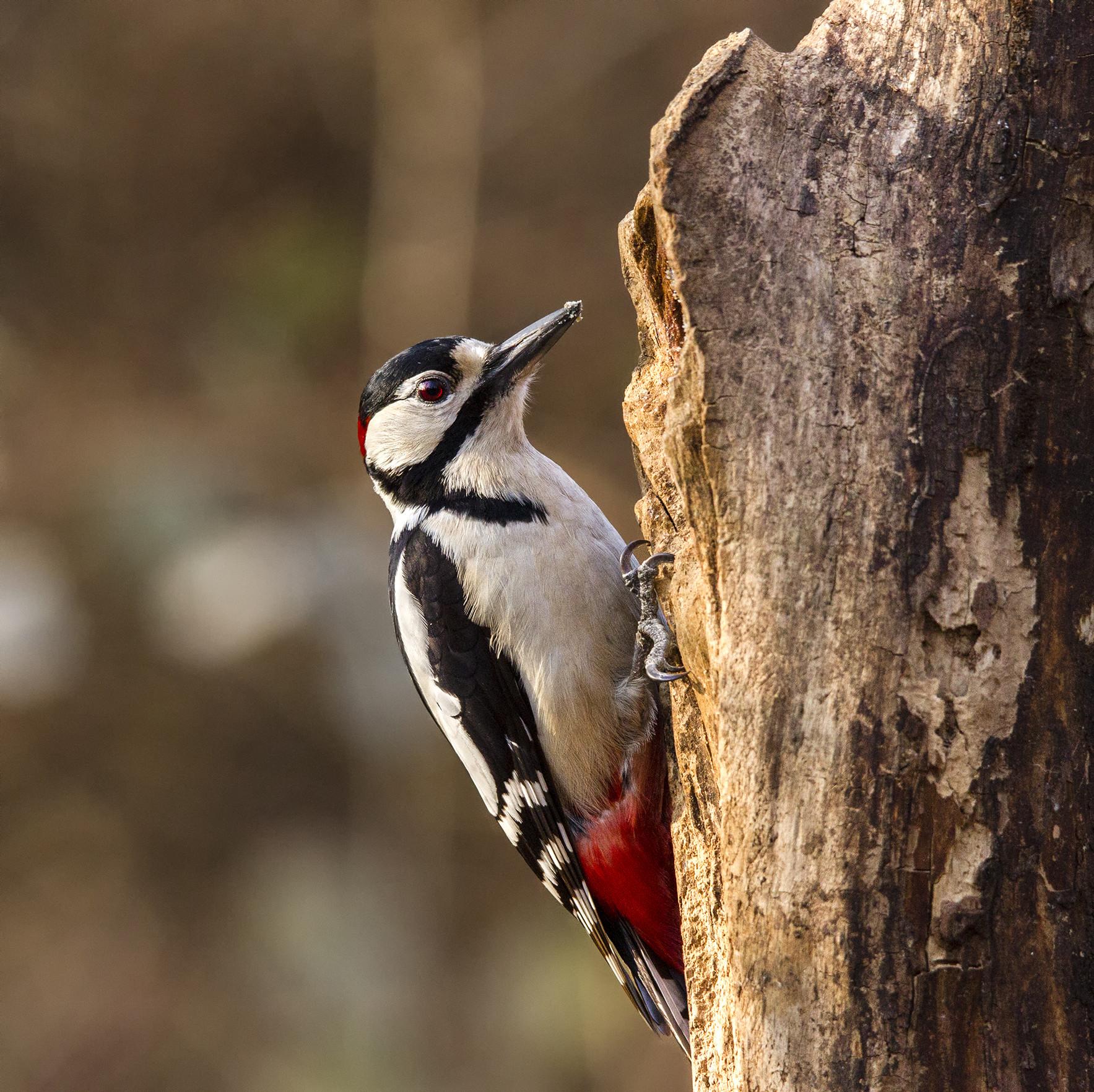 picchio rosso maggiore