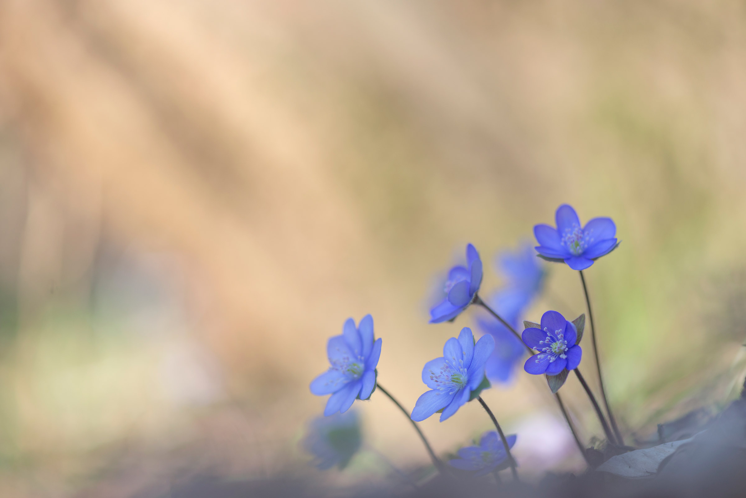 Rivolti verso l'ultimo sole.