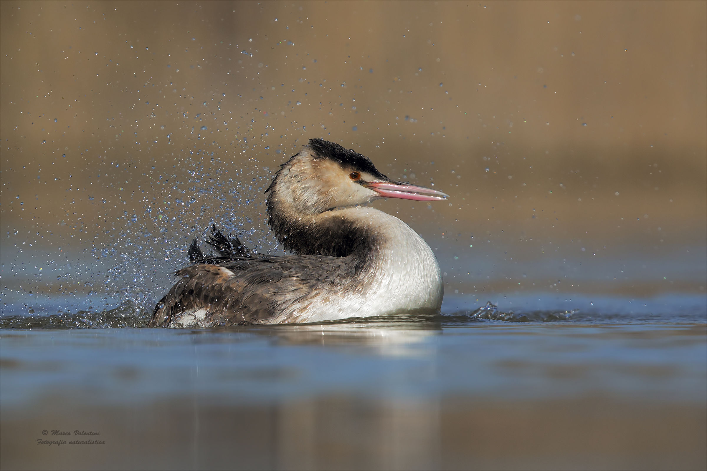 Great Crested Grebe