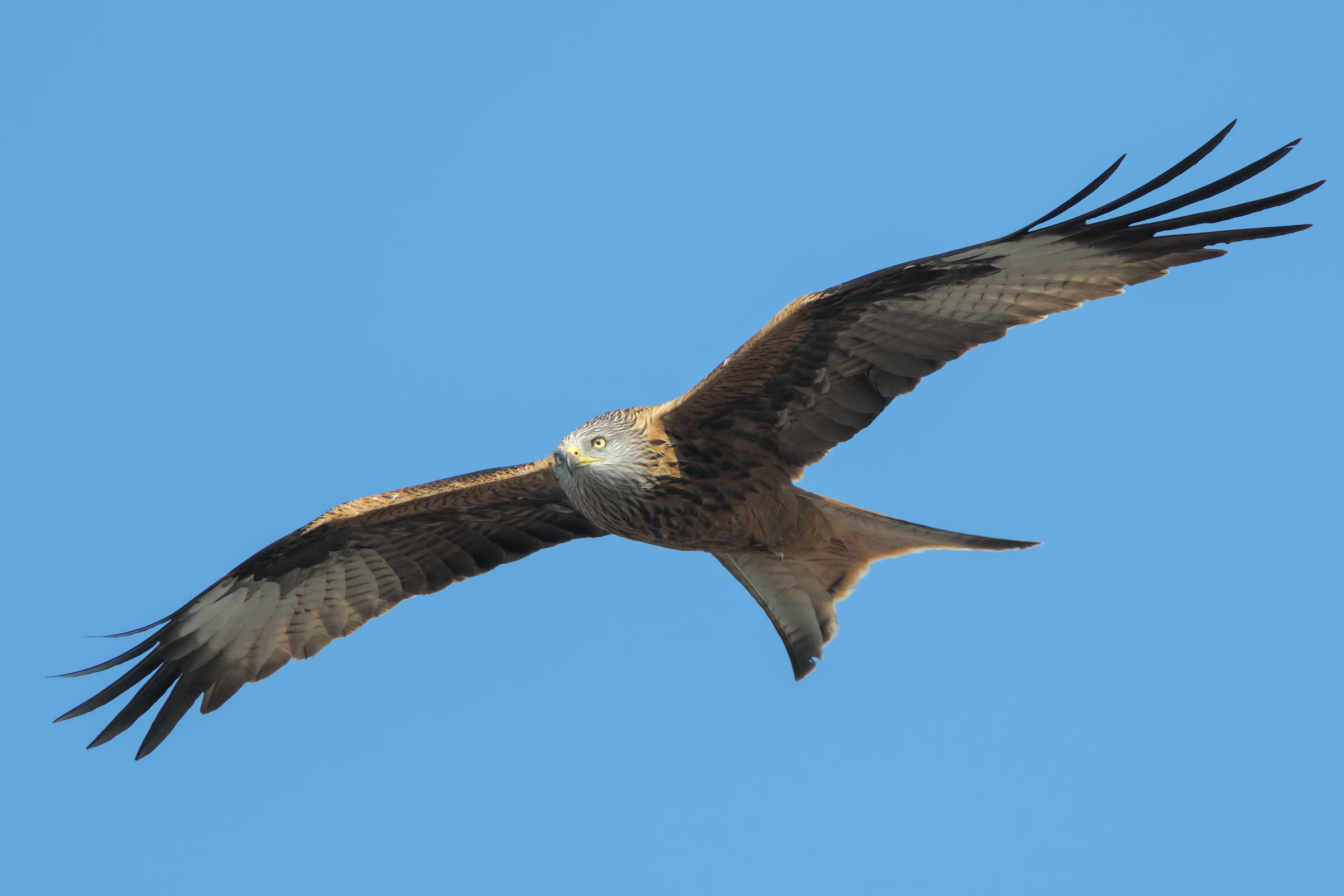 Nibbio reale (Milvus milvus)