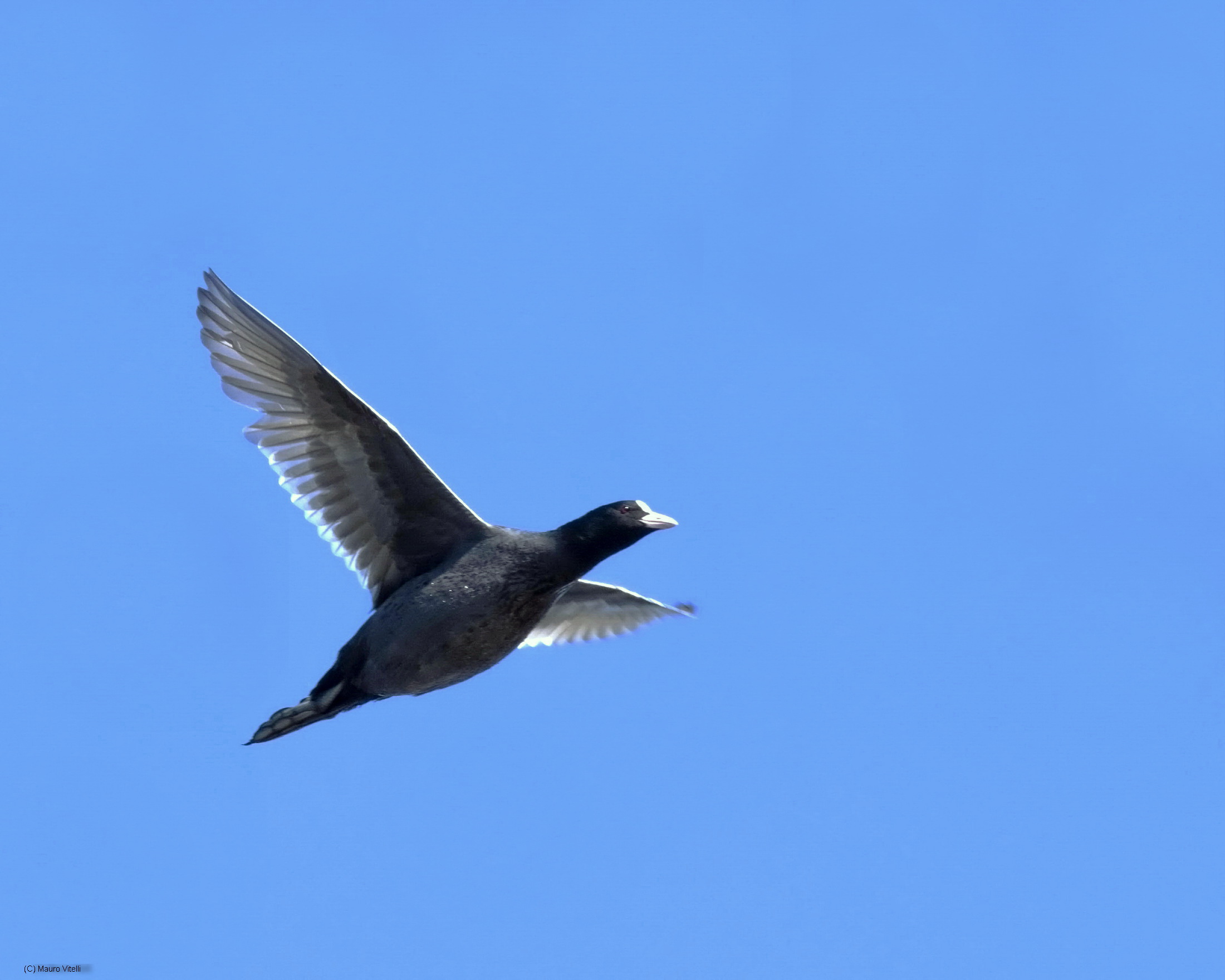 The Coots flying too !!!