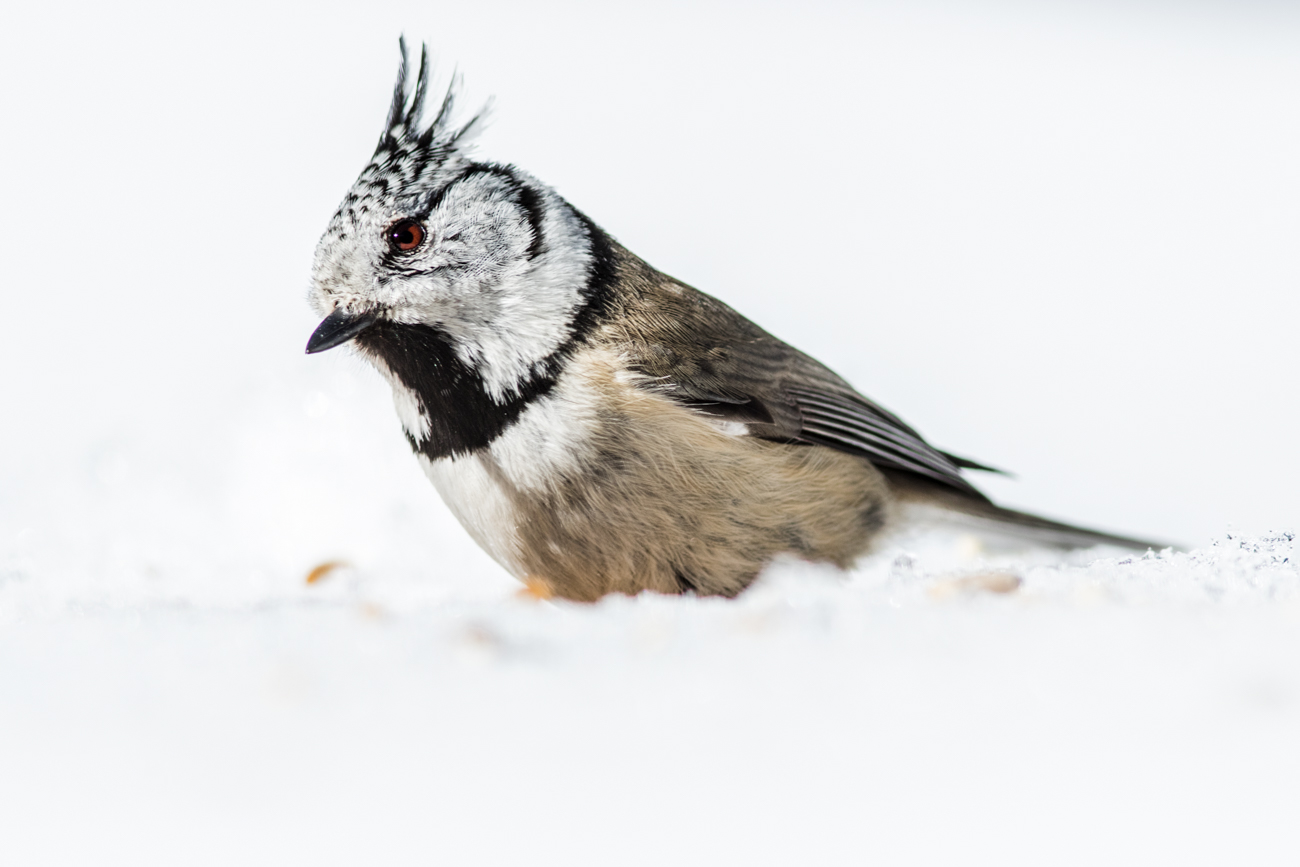 Crested Tit