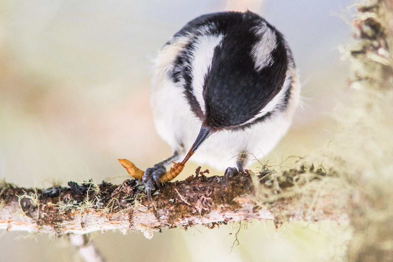 marsh tit at meal