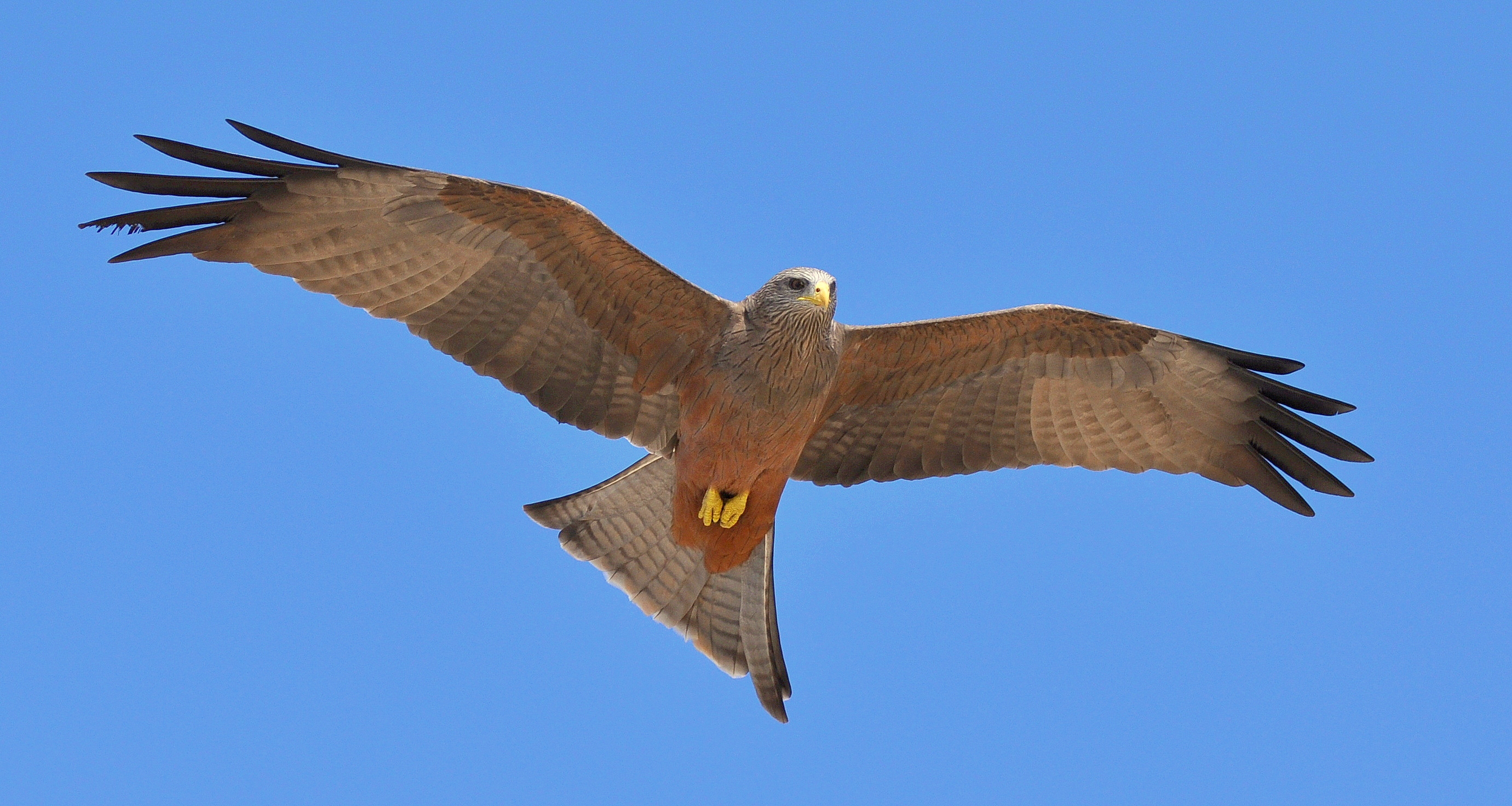 Sapete dirmi che specie di falco è?