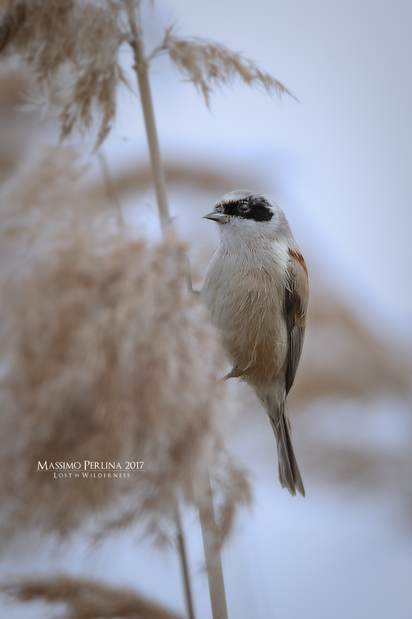 Pendolino namely: "Remiz pendulinus"