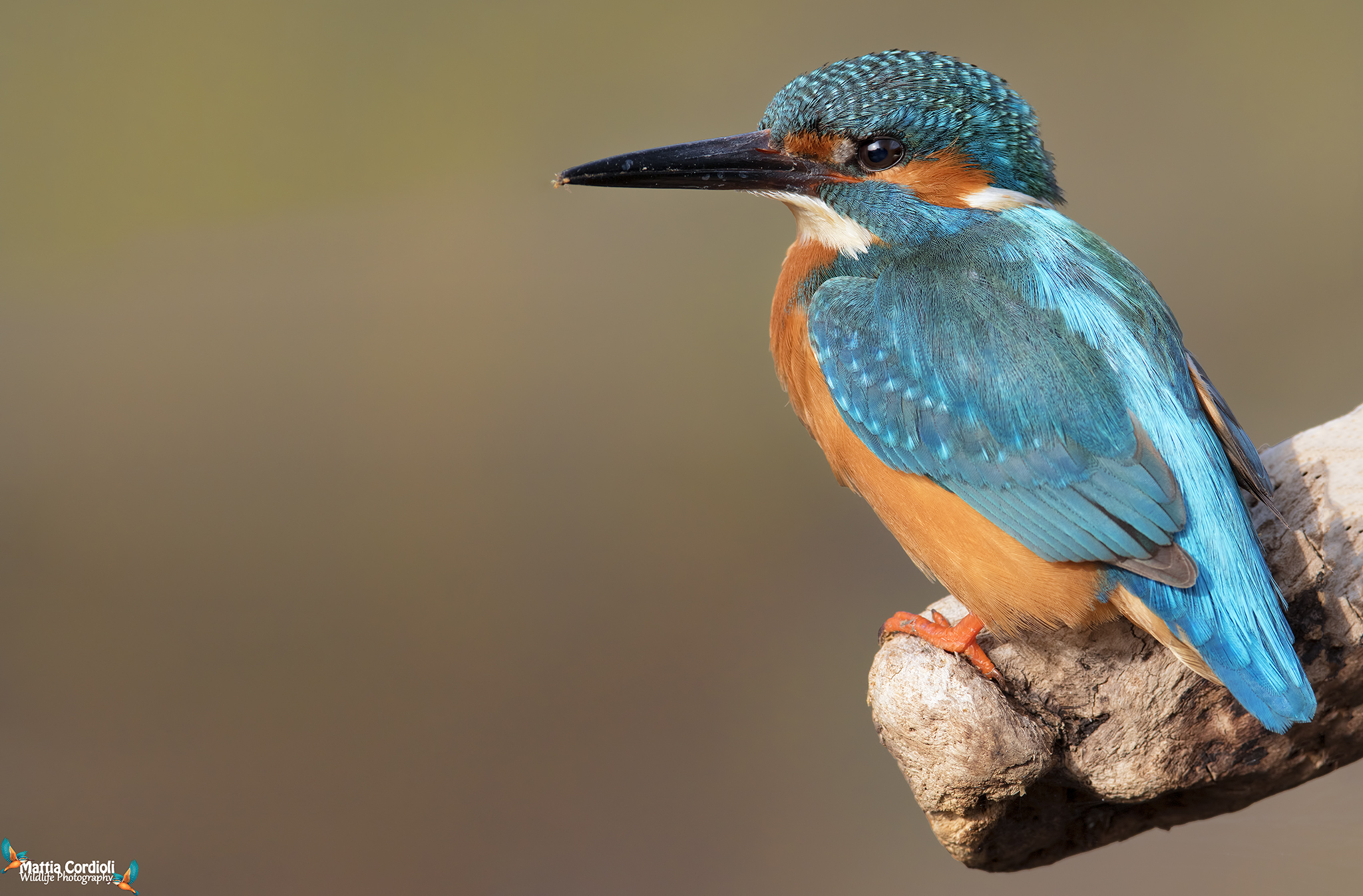 kingfisher