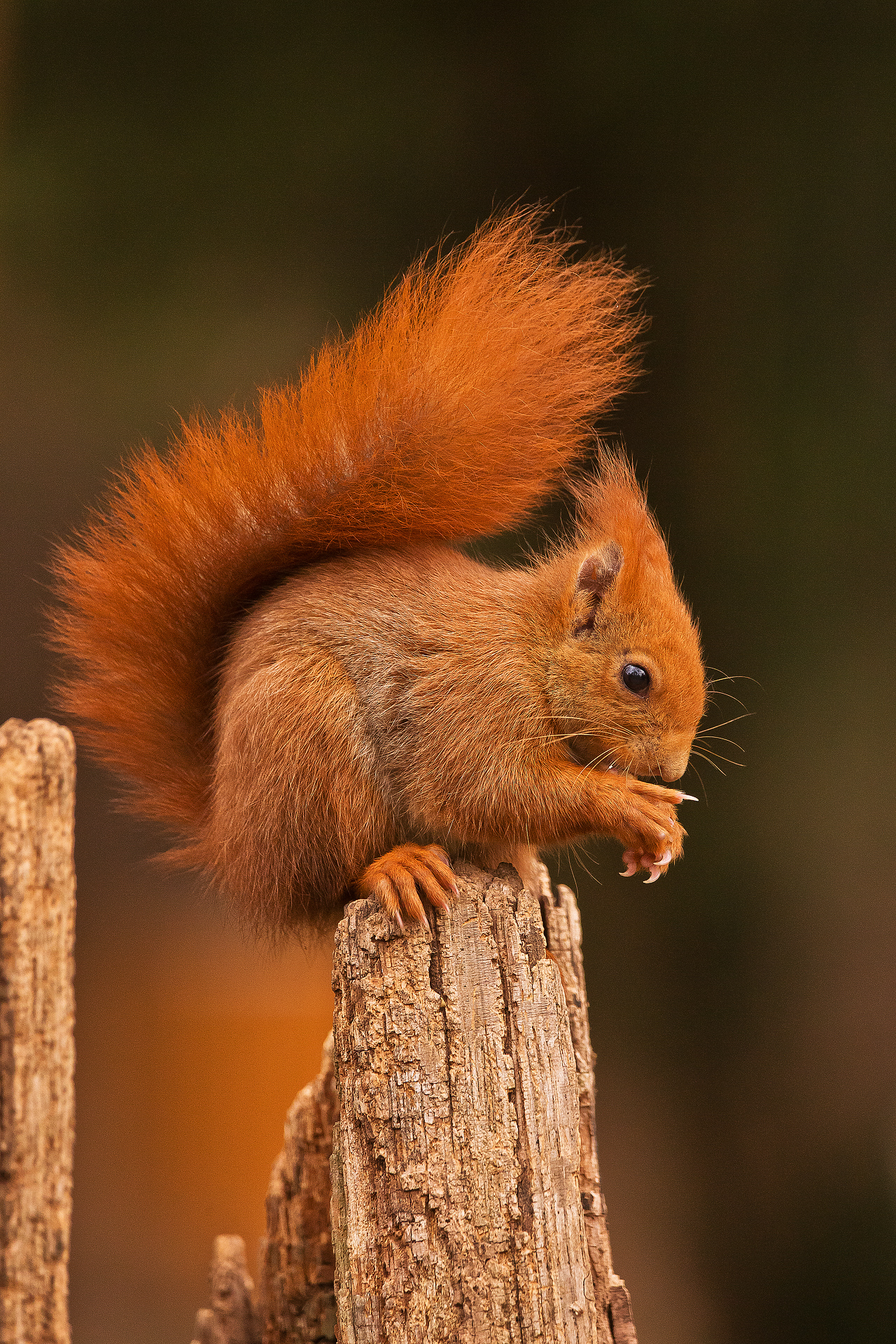 red squirrel