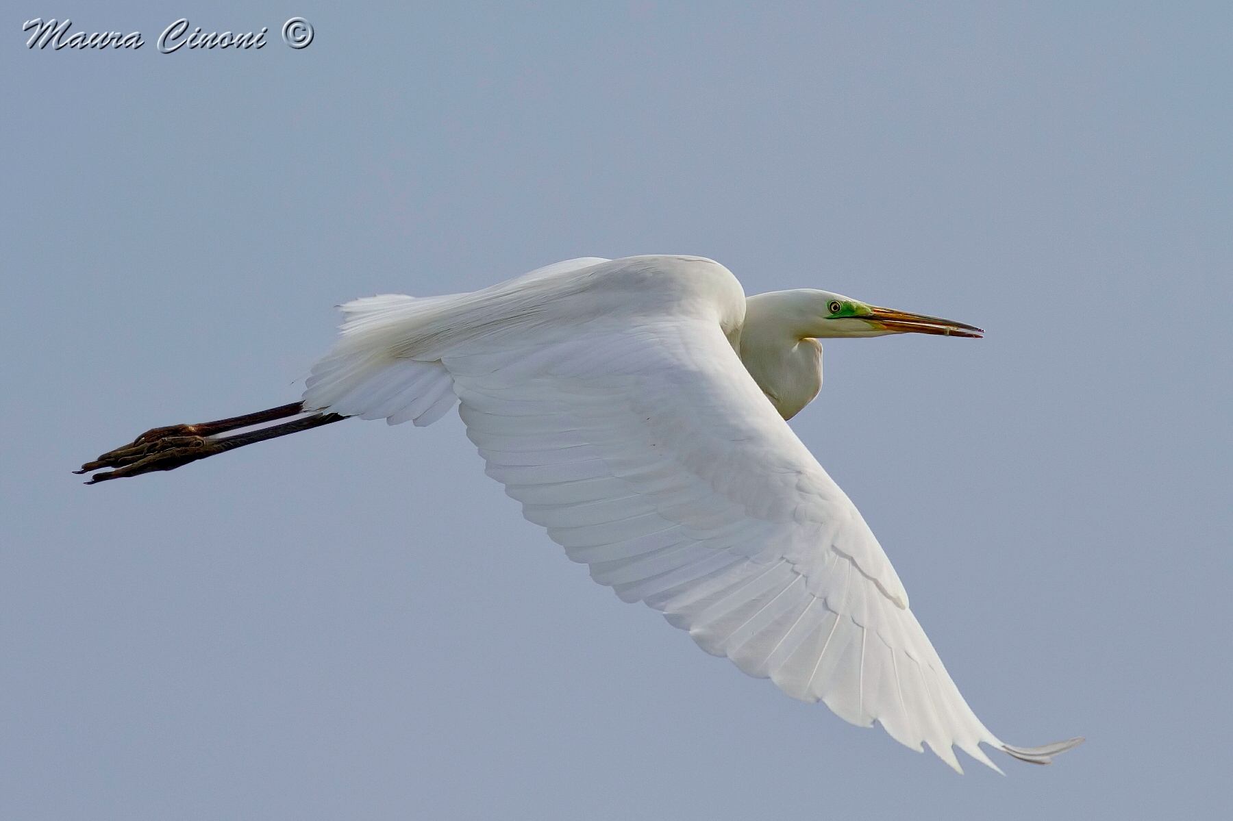 White Heron Maggiore