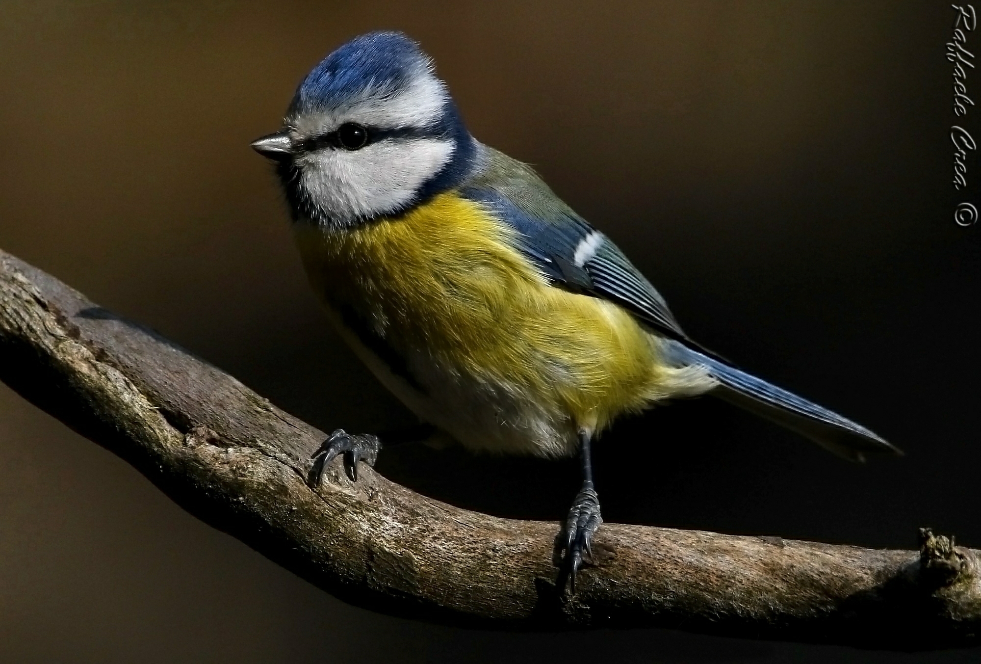 Cinciarella in chiaro scuro